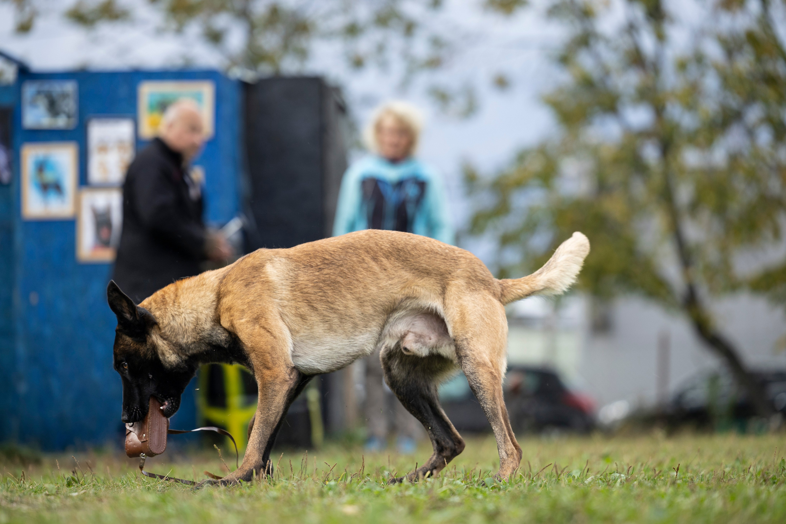 Испытания по Мондьорингу г. Пушкин. Фотограф-анималист Анна Маринич