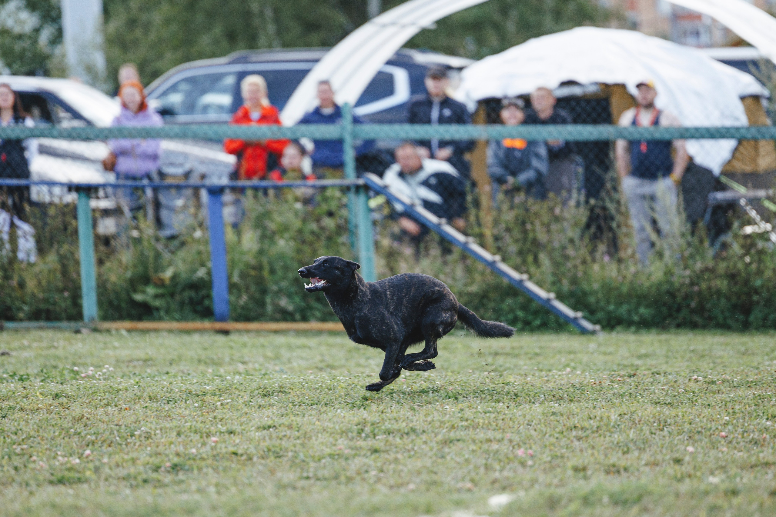 08.08.25-10.08.25 ЧР по мондьорингу г. Вологда. Фотограф-анималист Анна Маринич