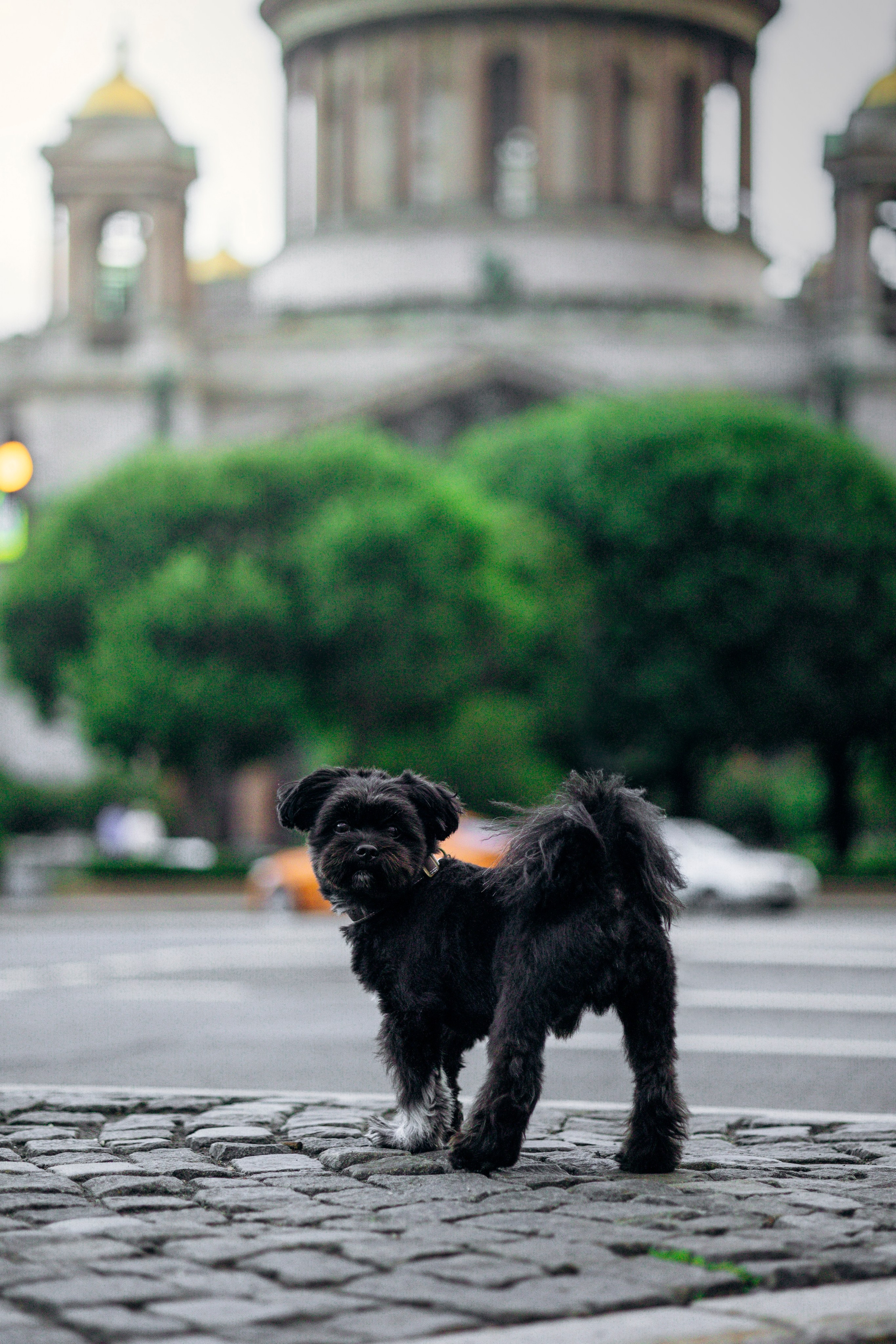 Даша и Борис. Фотограф — Анималист | Санкт-Петербург