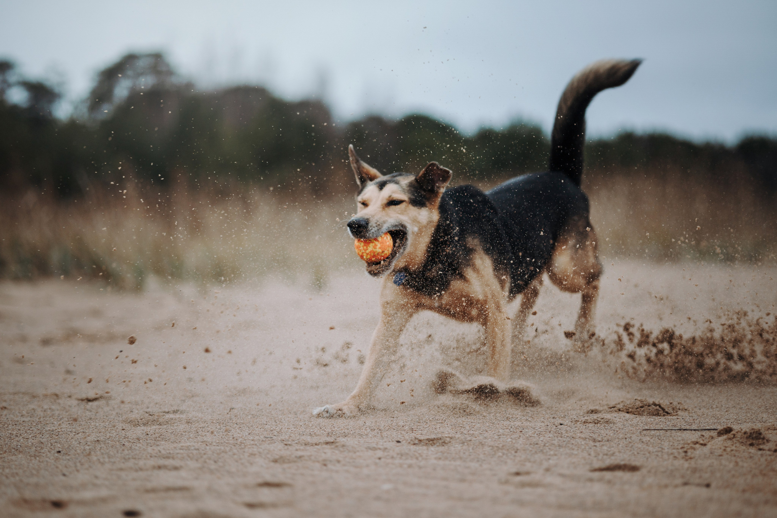 Наталья и Того. Фотограф — Анималист | Санкт-Петербург