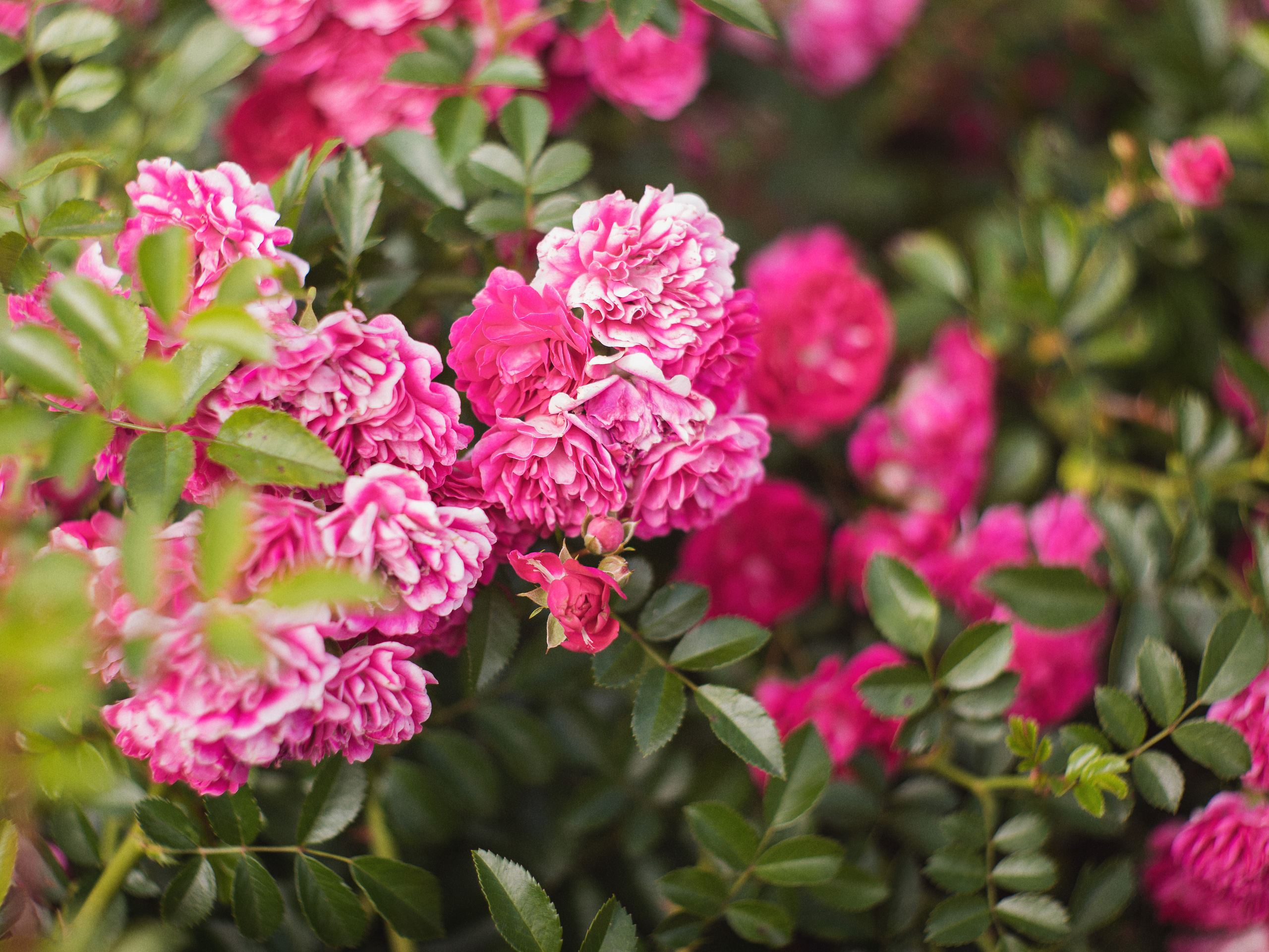 Летом в розарии. Юлия Башкатова, сказочный фотограф, Москва