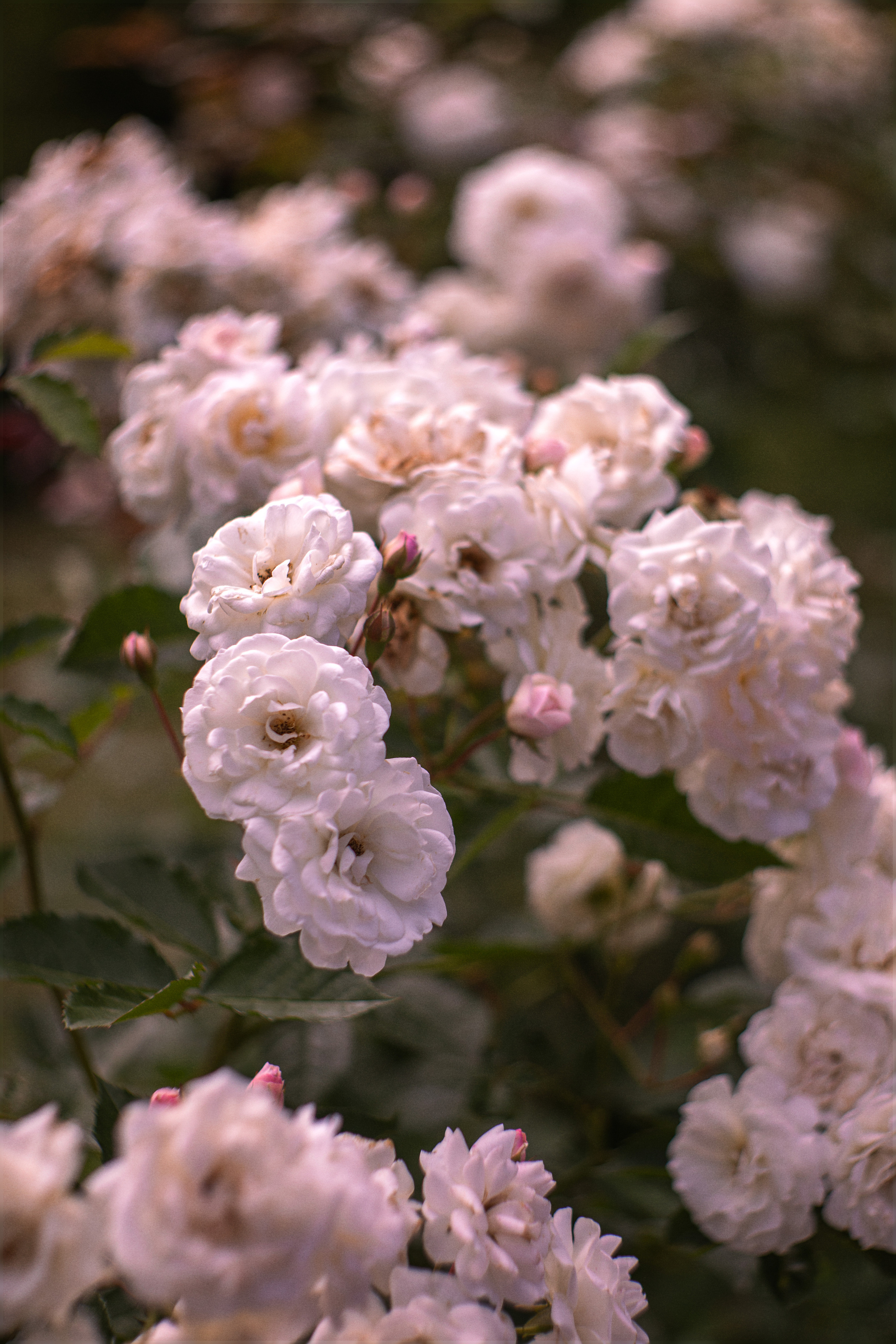 Летом в розарии. Юлия Башкатова, сказочный фотограф, Москва
