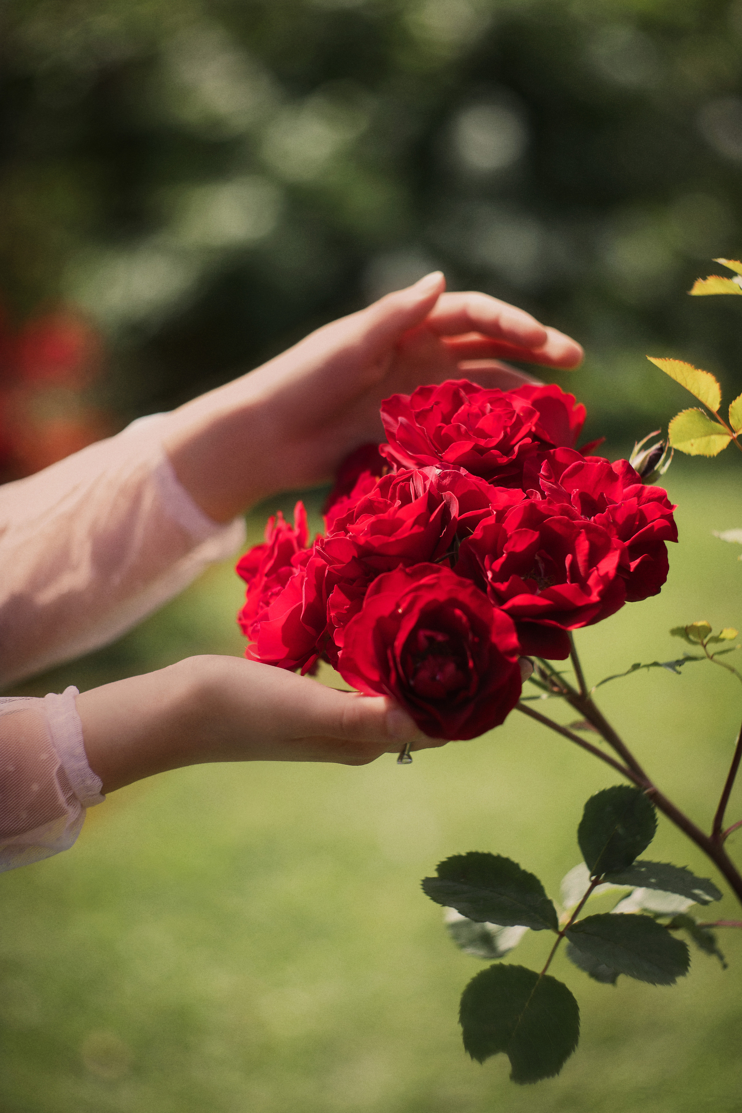 Летом в розарии. Юлия Башкатова, сказочный фотограф, Москва