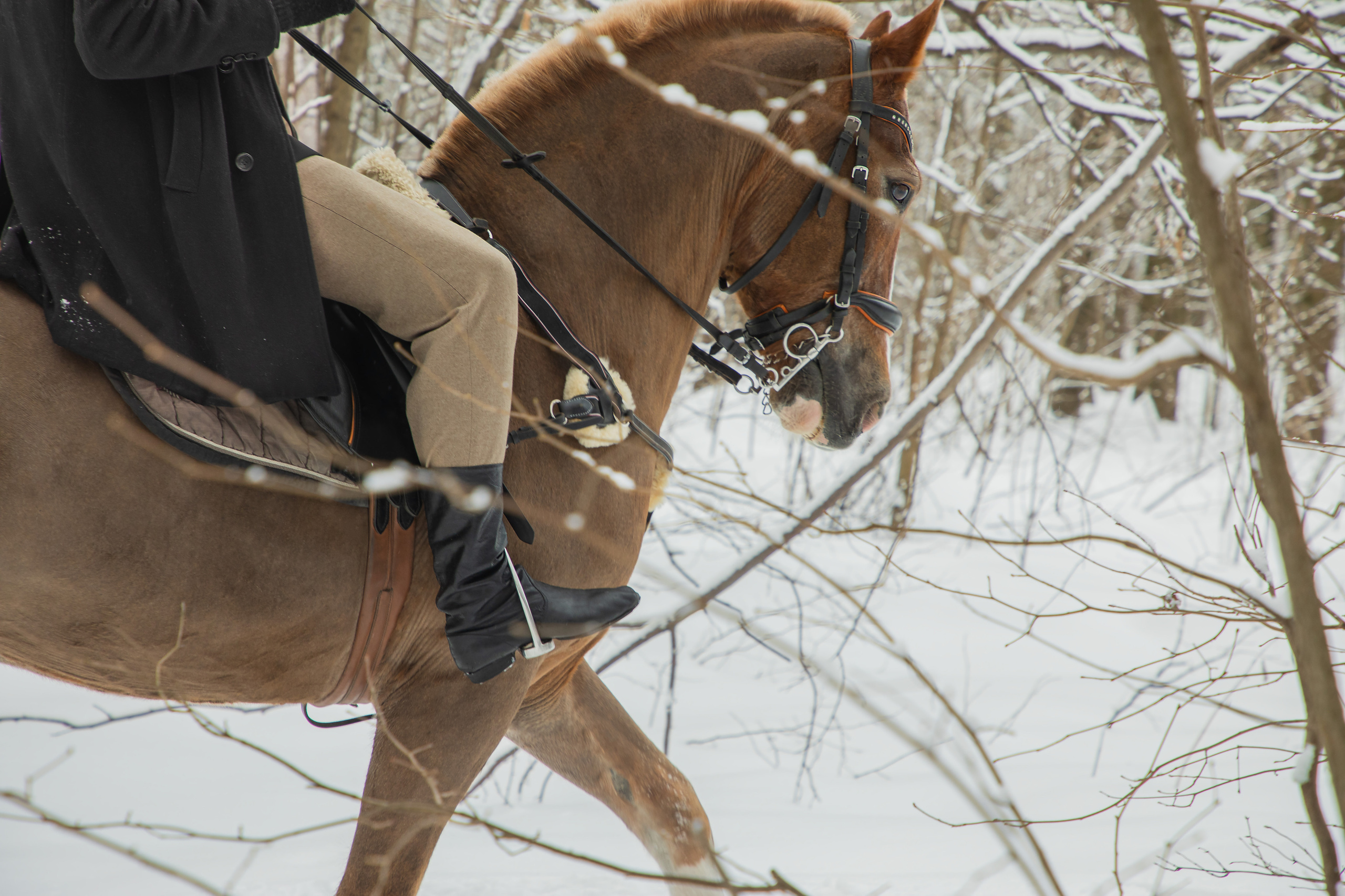Иван, фотопроект с лошадьми. Юлия Башкатова, сказочный фотограф, Москва