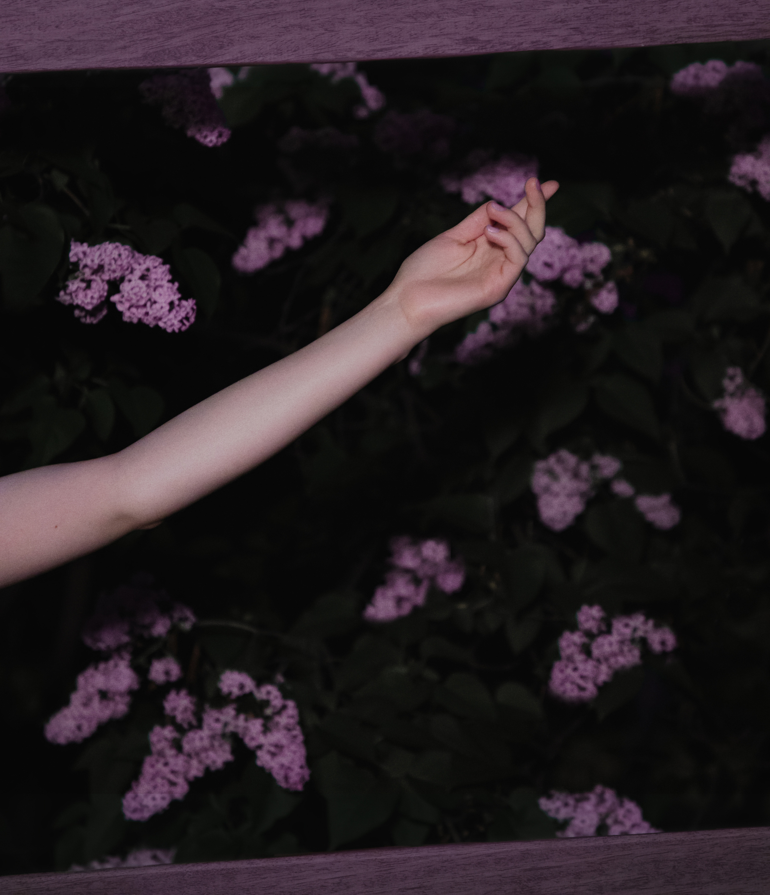 Ночная в сирени. Юлия Башкатова, сказочный фотограф, Москва