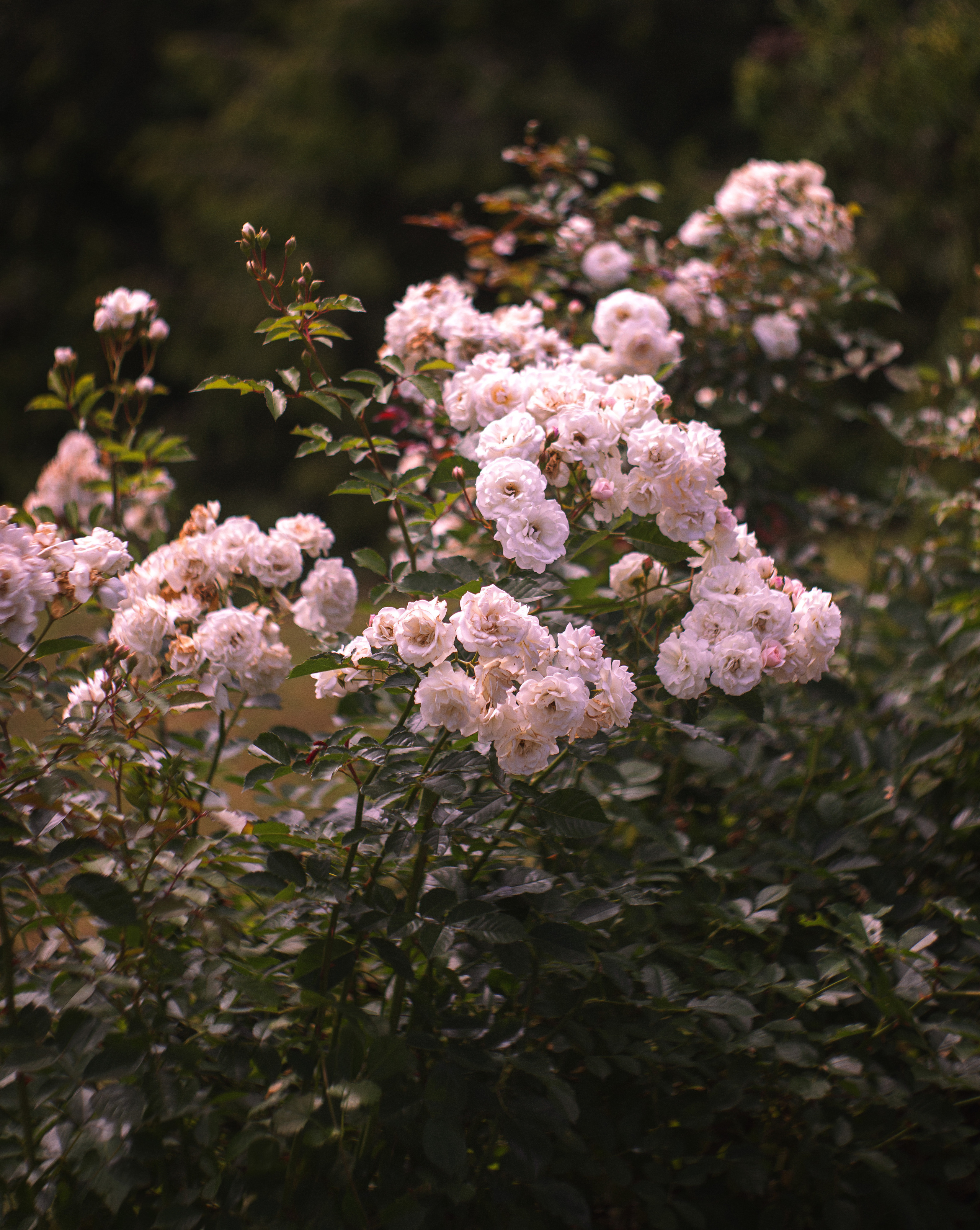 Летом в розарии. Юлия Башкатова, сказочный фотограф, Москва