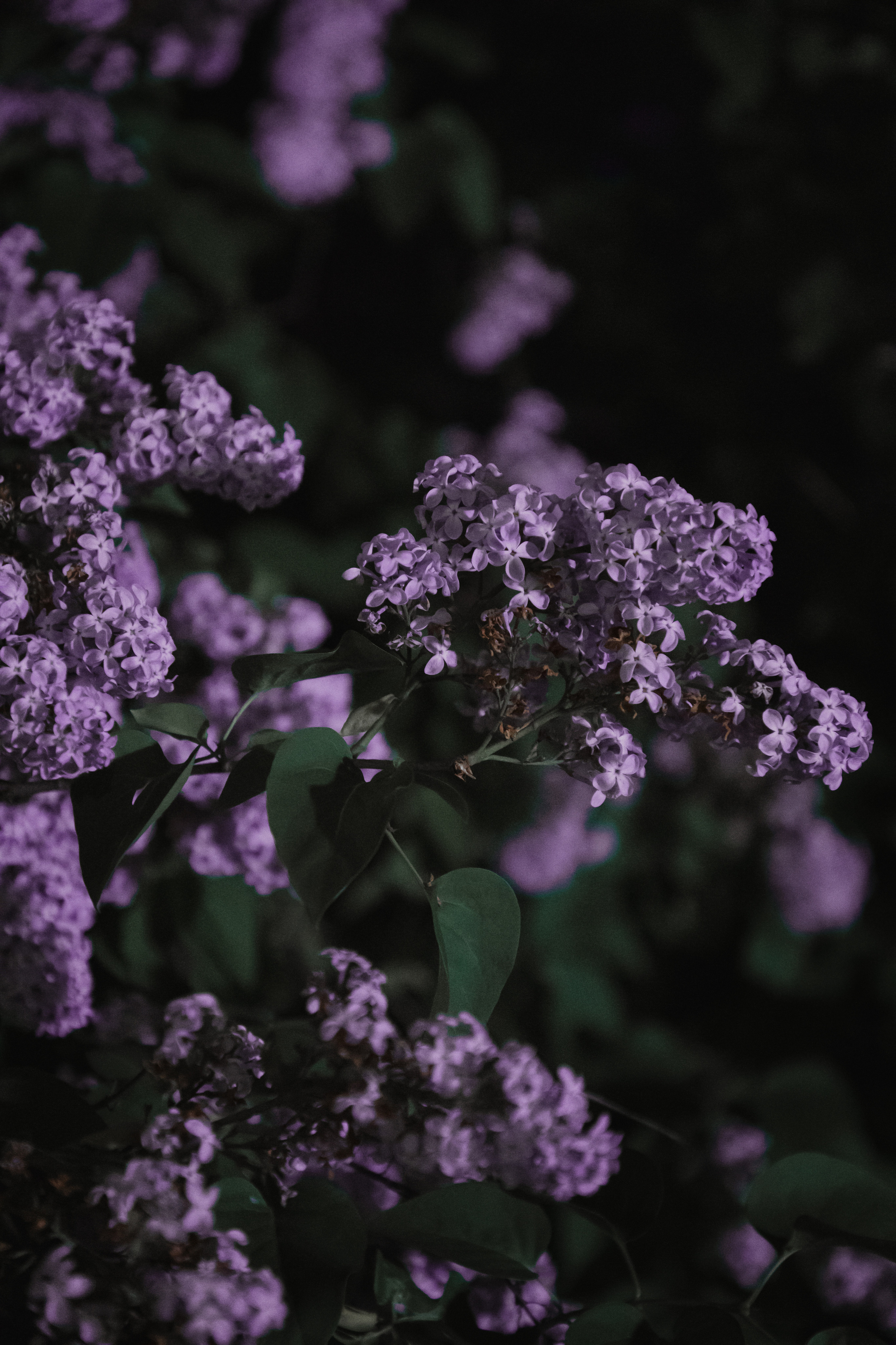 Ночная в сирени. Юлия Башкатова, сказочный фотограф, Москва