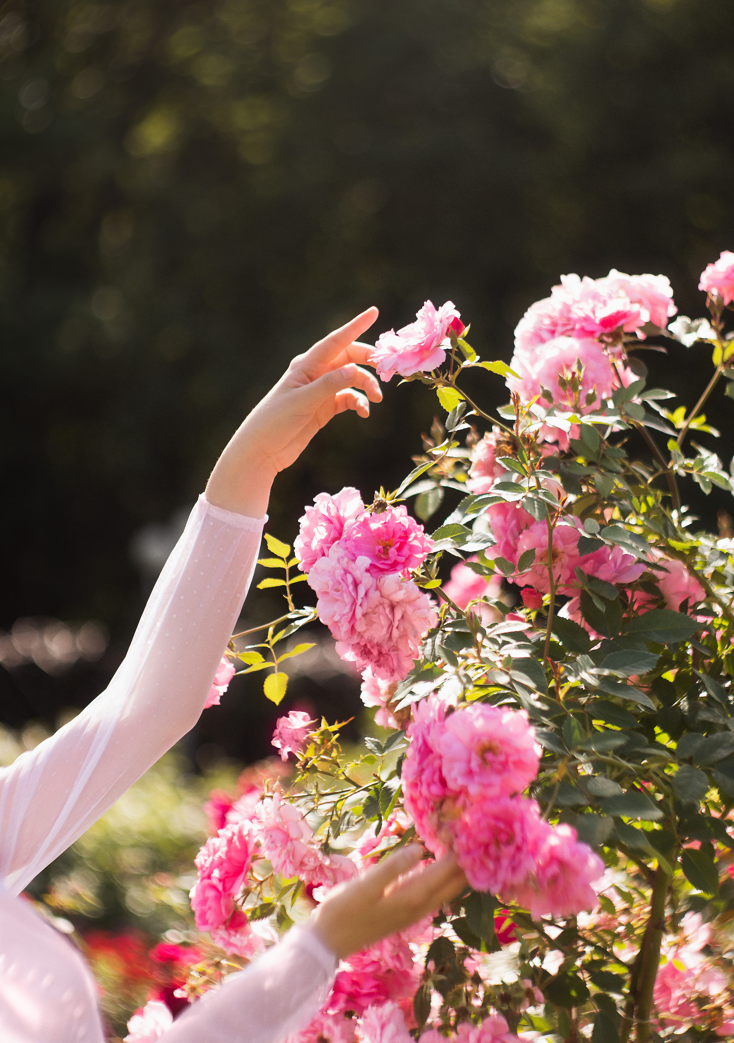 Летом в розарии. Юлия Башкатова, сказочный фотограф, Москва
