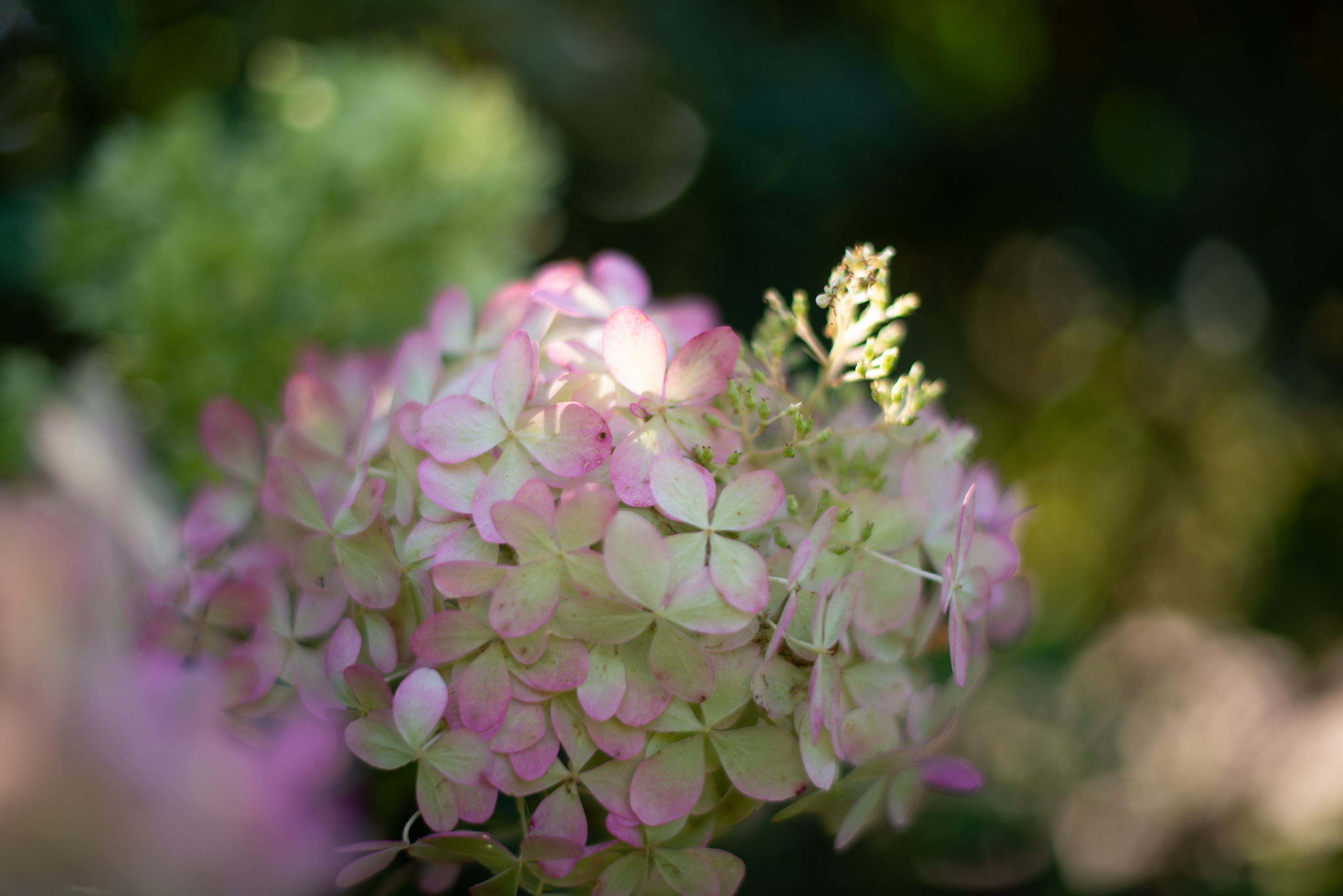 Цветы сада МГУ. Victoria Radjevna Репортажный Фотограф — Видеограф Москва • Санкт-Петербург