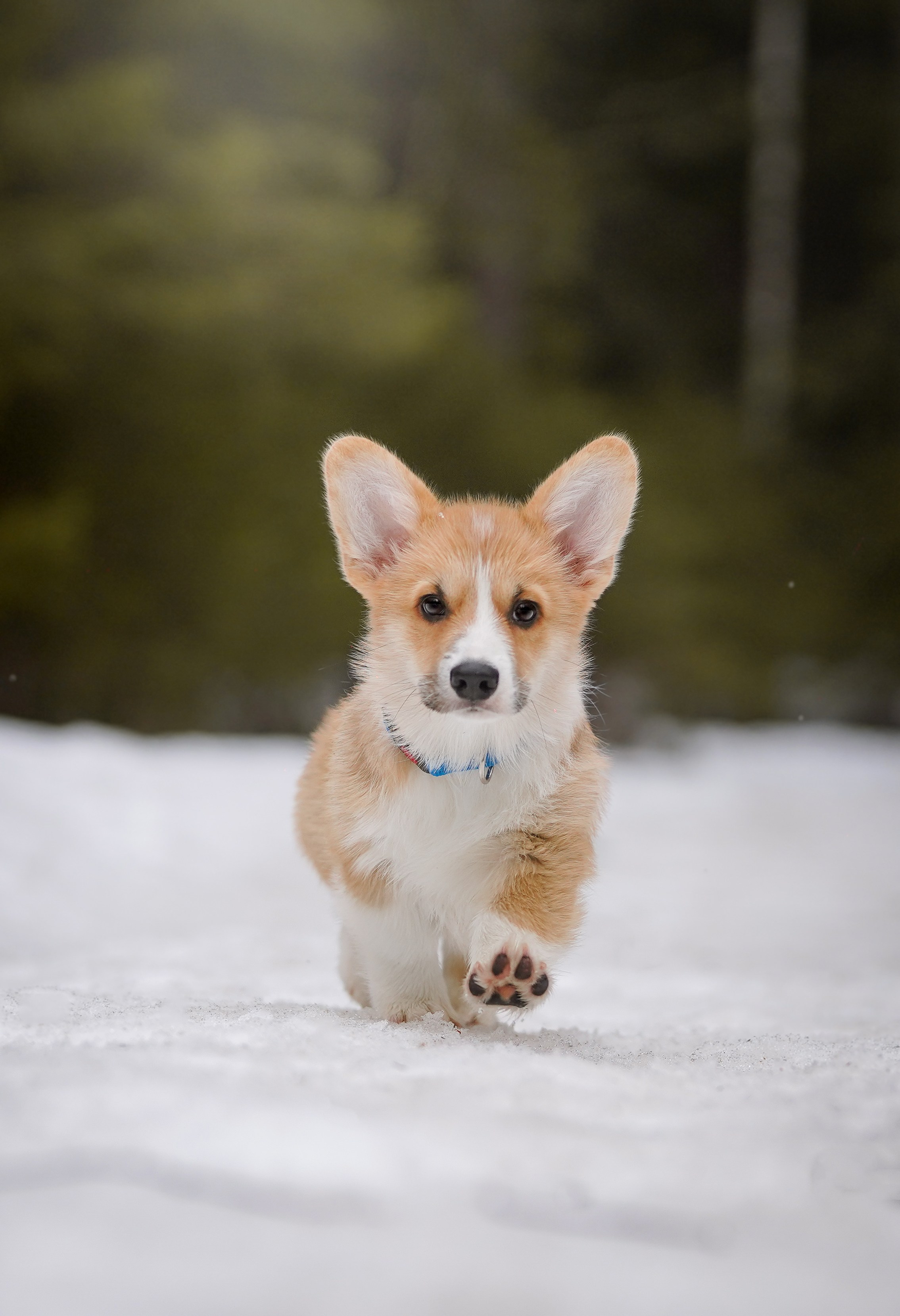 Щенки корги. Фотограф-анималист в Санкт-Петербурге Яна Мартынова