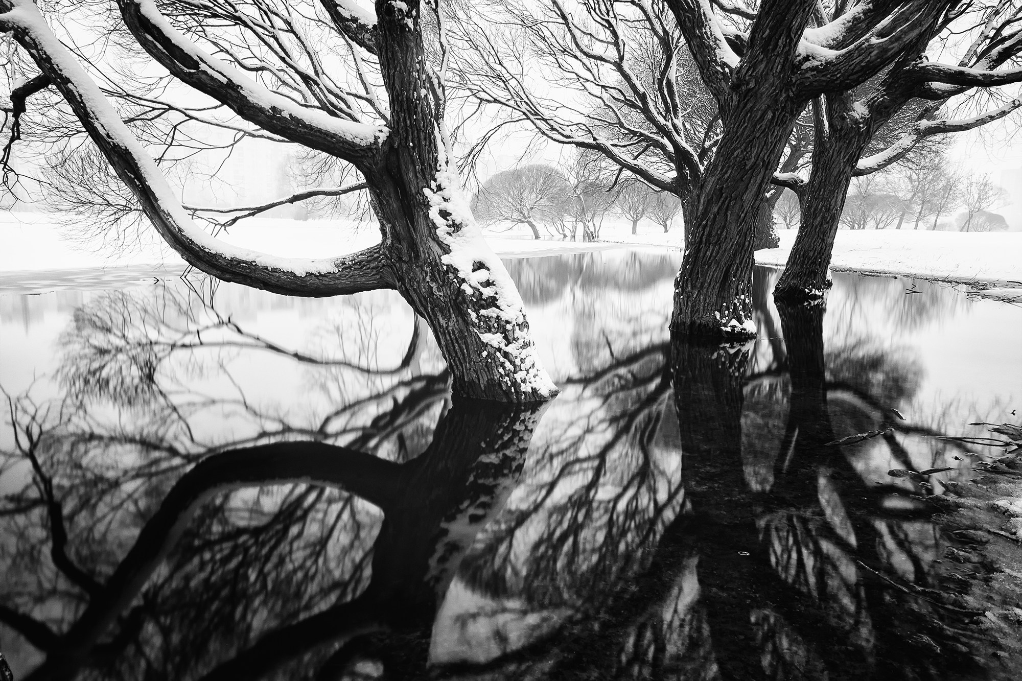 Trees and Water. Vasiliy Riabovol — Fine Art Photographer | Time, Space, and Silence