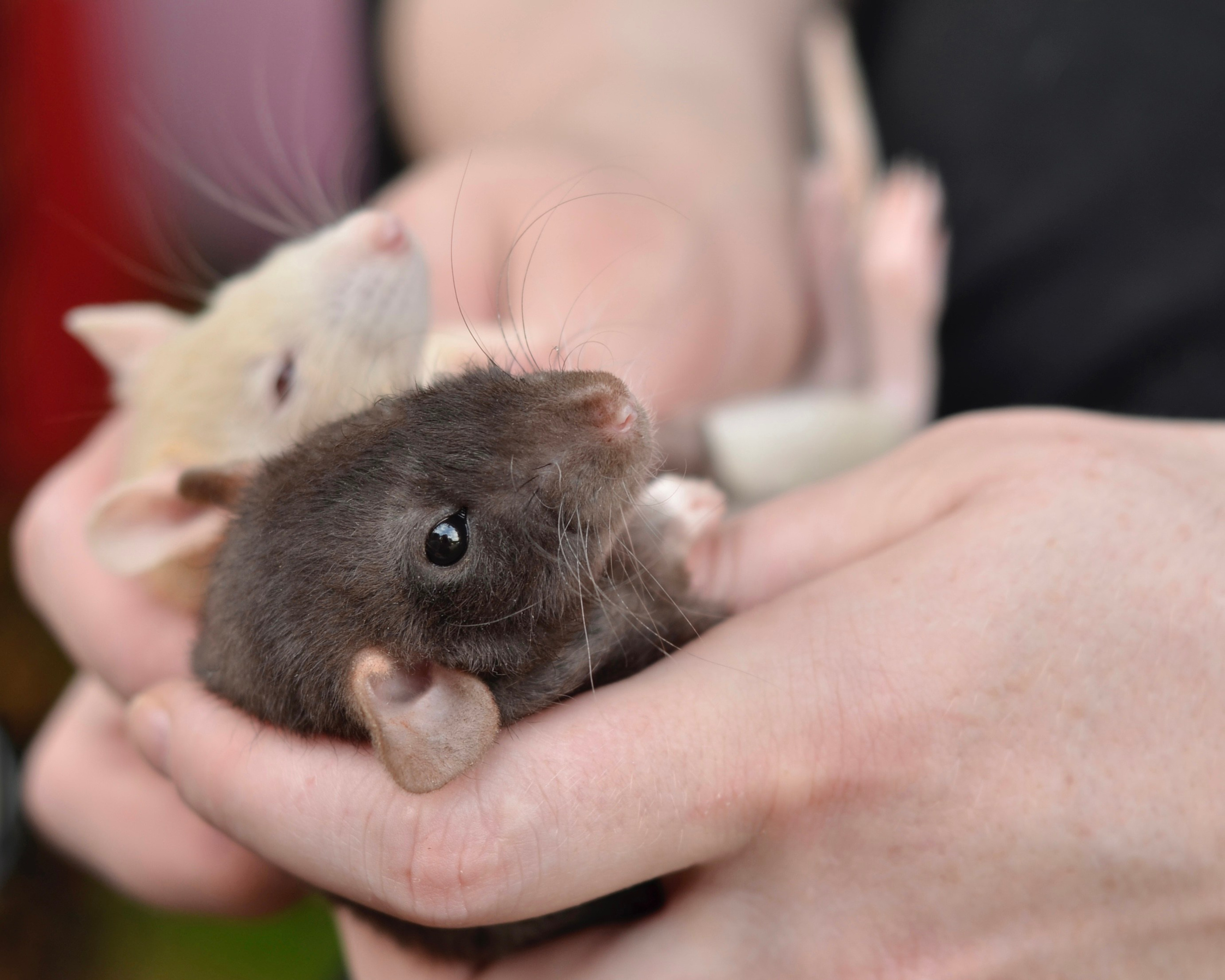 Не собаки и не лошади. Фотограф анималист