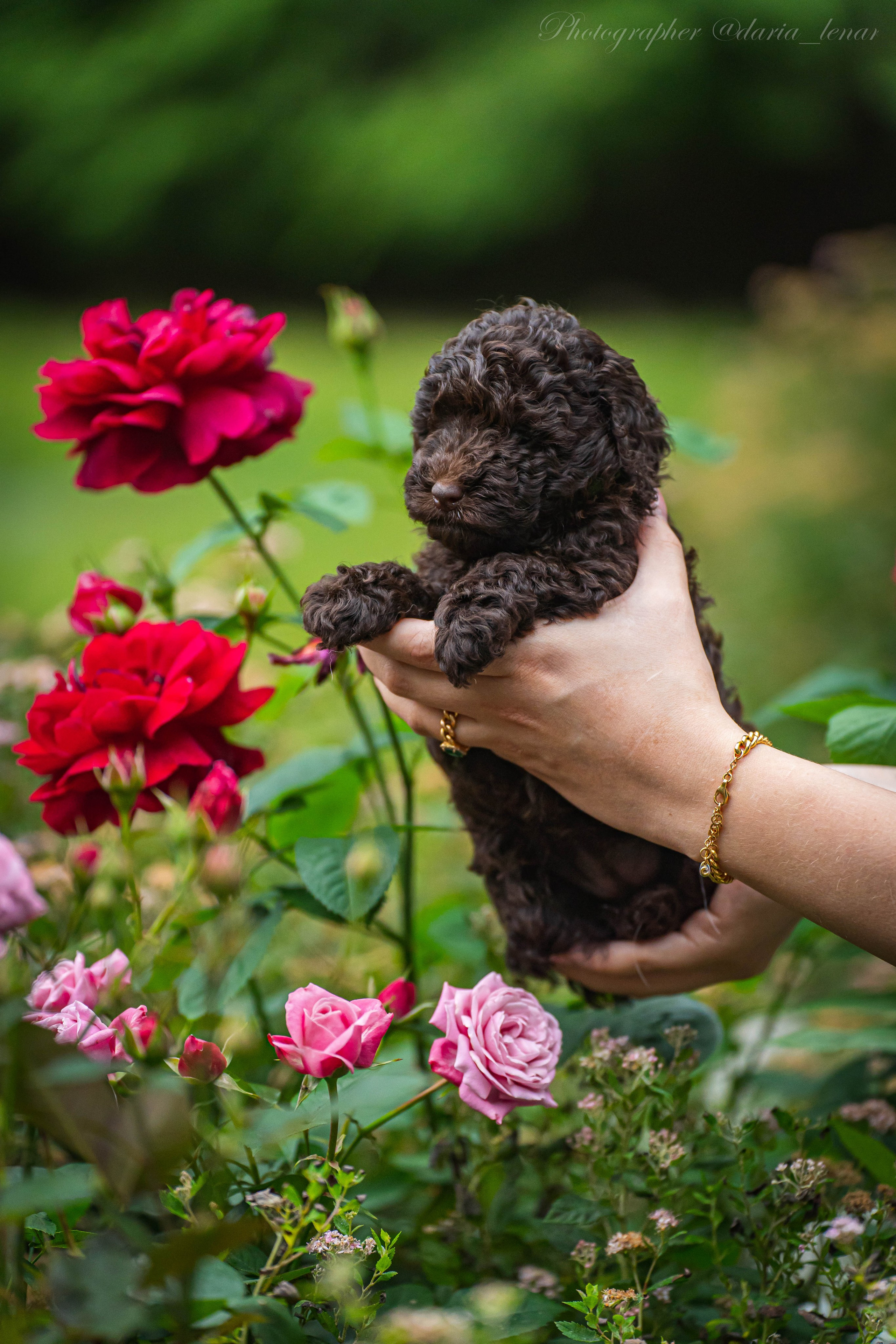 Питомник мини-пуделей. Фотограф в Москве Ленарская Дарья