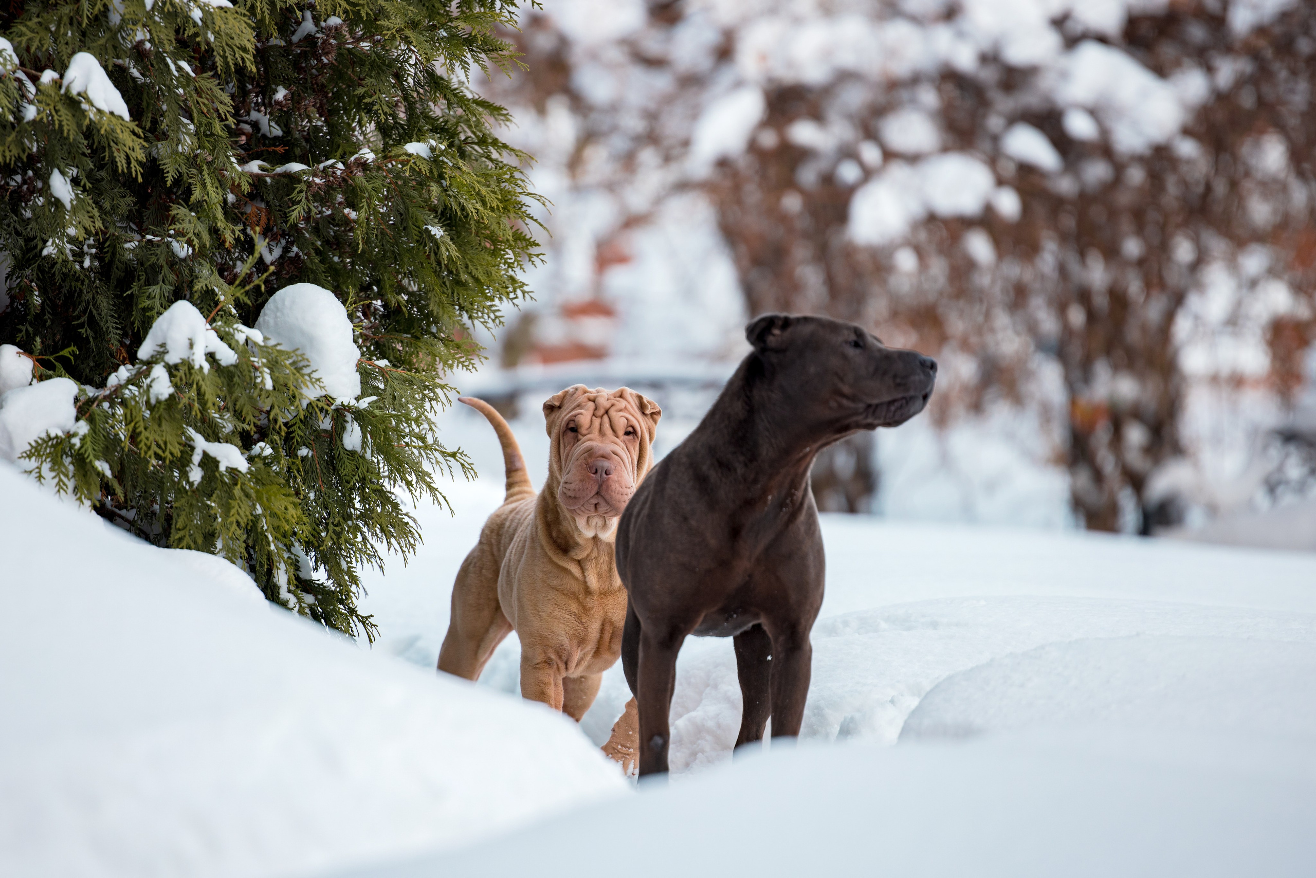 В гостях у шарпеев 16.01.2024. Фотограф-анималист Юлия Германика
