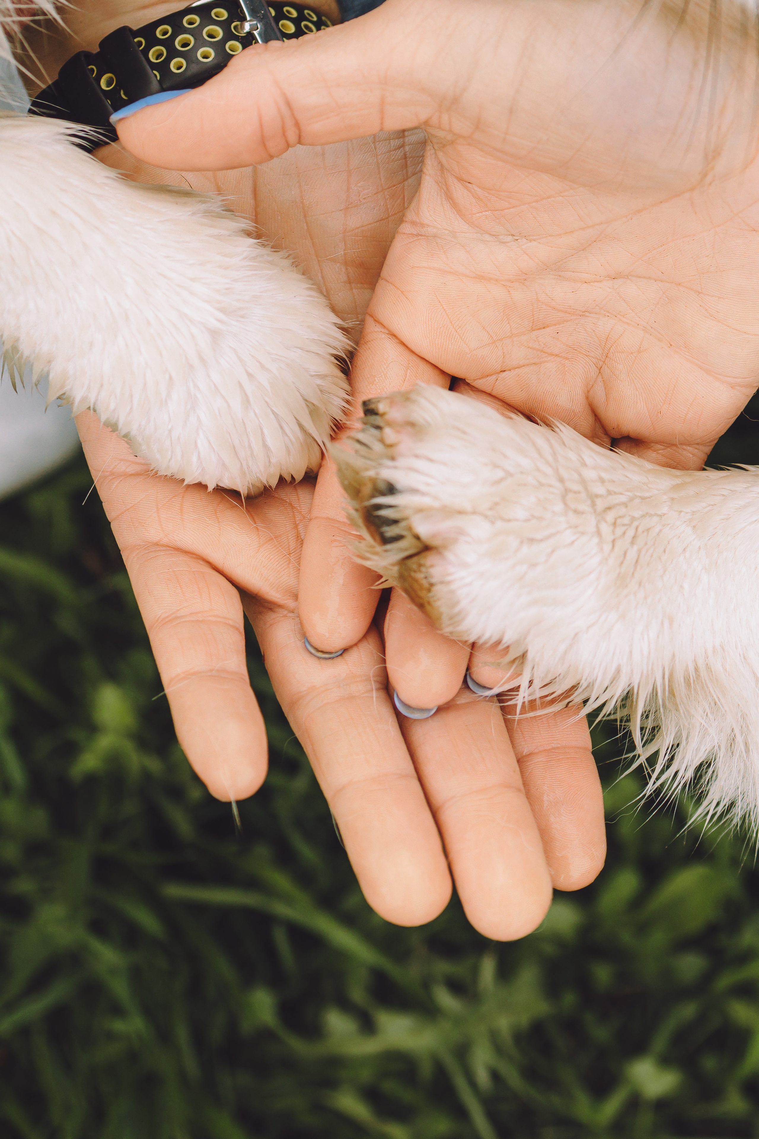 Дима, Настя, Фрида и Дася. Семейный фотограф животных, анималист в Москве Екатерина Киреева