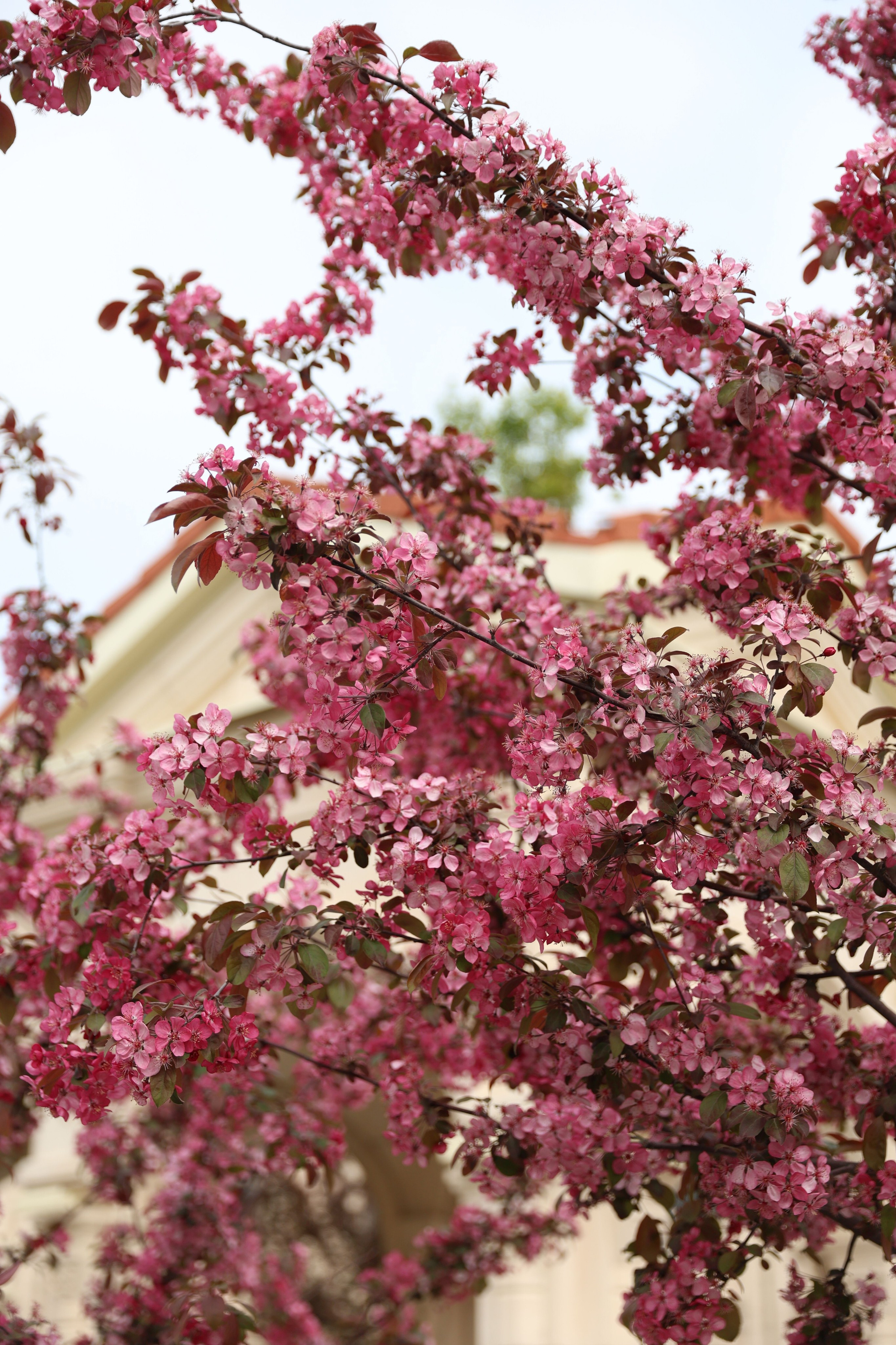 Анонс свадьба Максим и Дарья. Свадебный и семейный фотограф в Севастополе и Крыму Анастасия Сураева