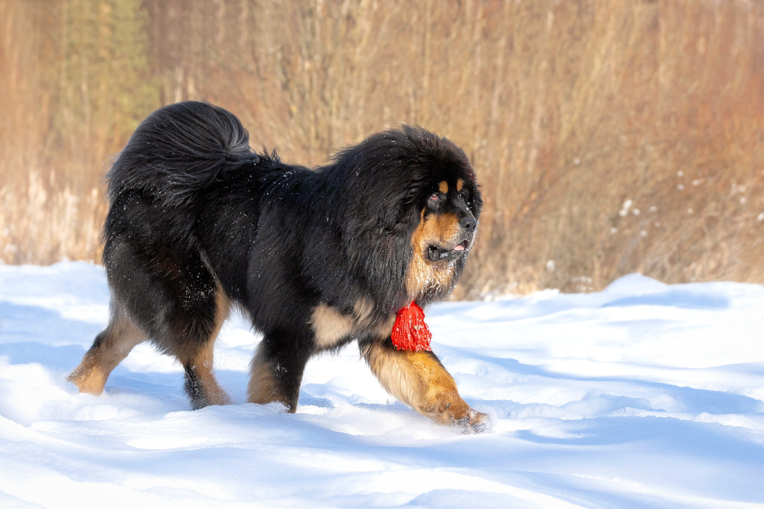 Самбу. Юлия Микульская. Рыбинск