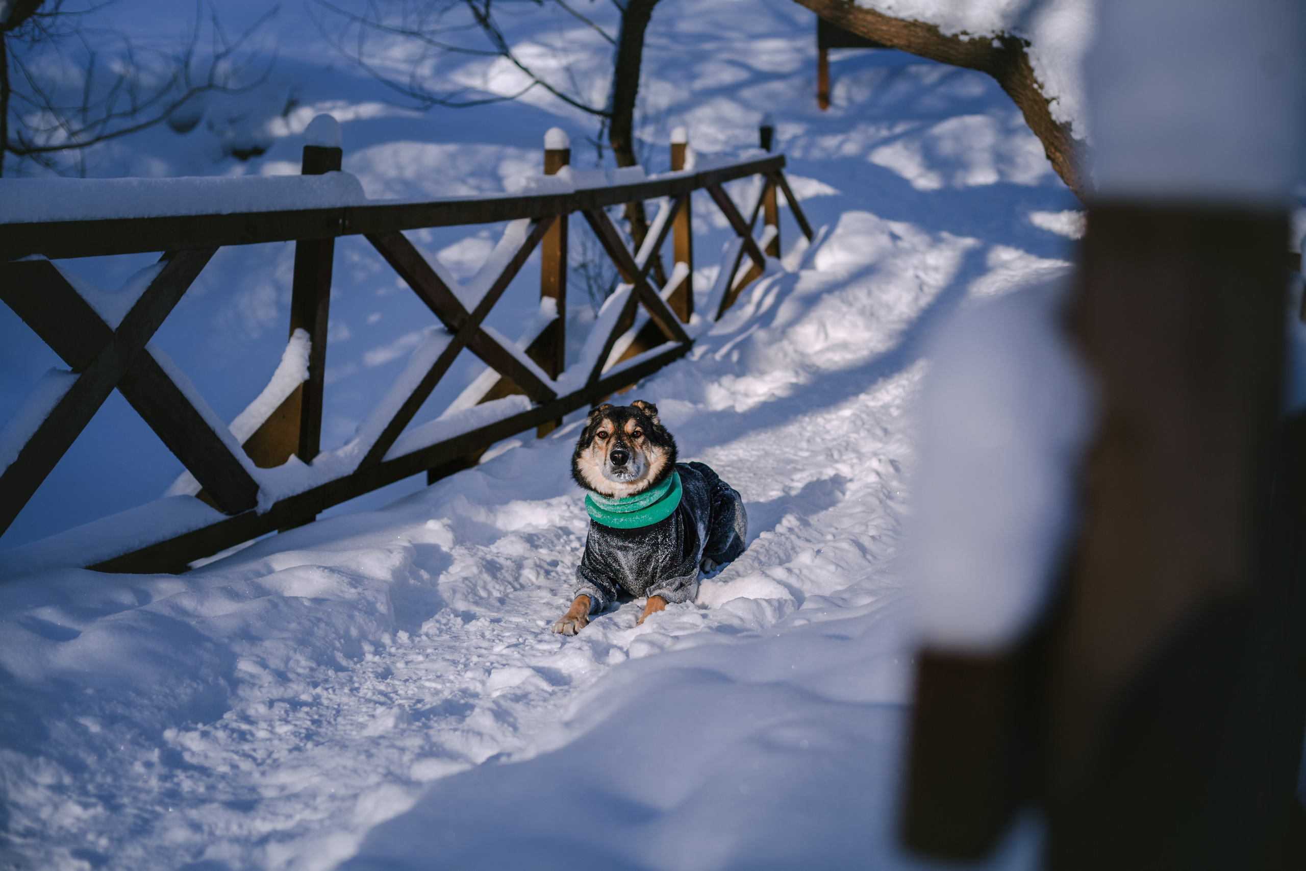 Зимняя экспресс съемка Дюка. Фотограф-анималист Татьяна Степанова