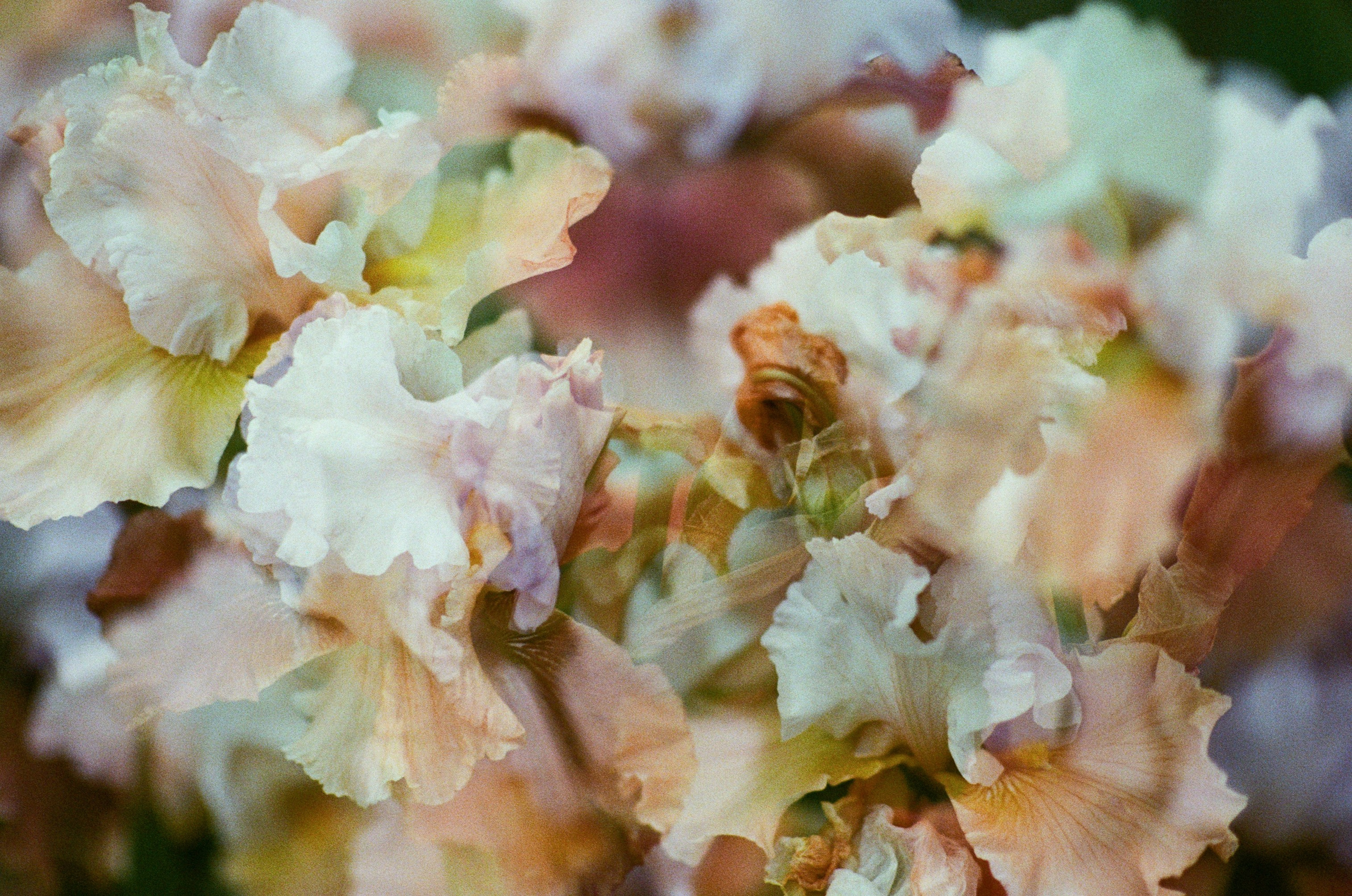 Pain shopping // ukraine, crimea IV. EVER EXPOSED