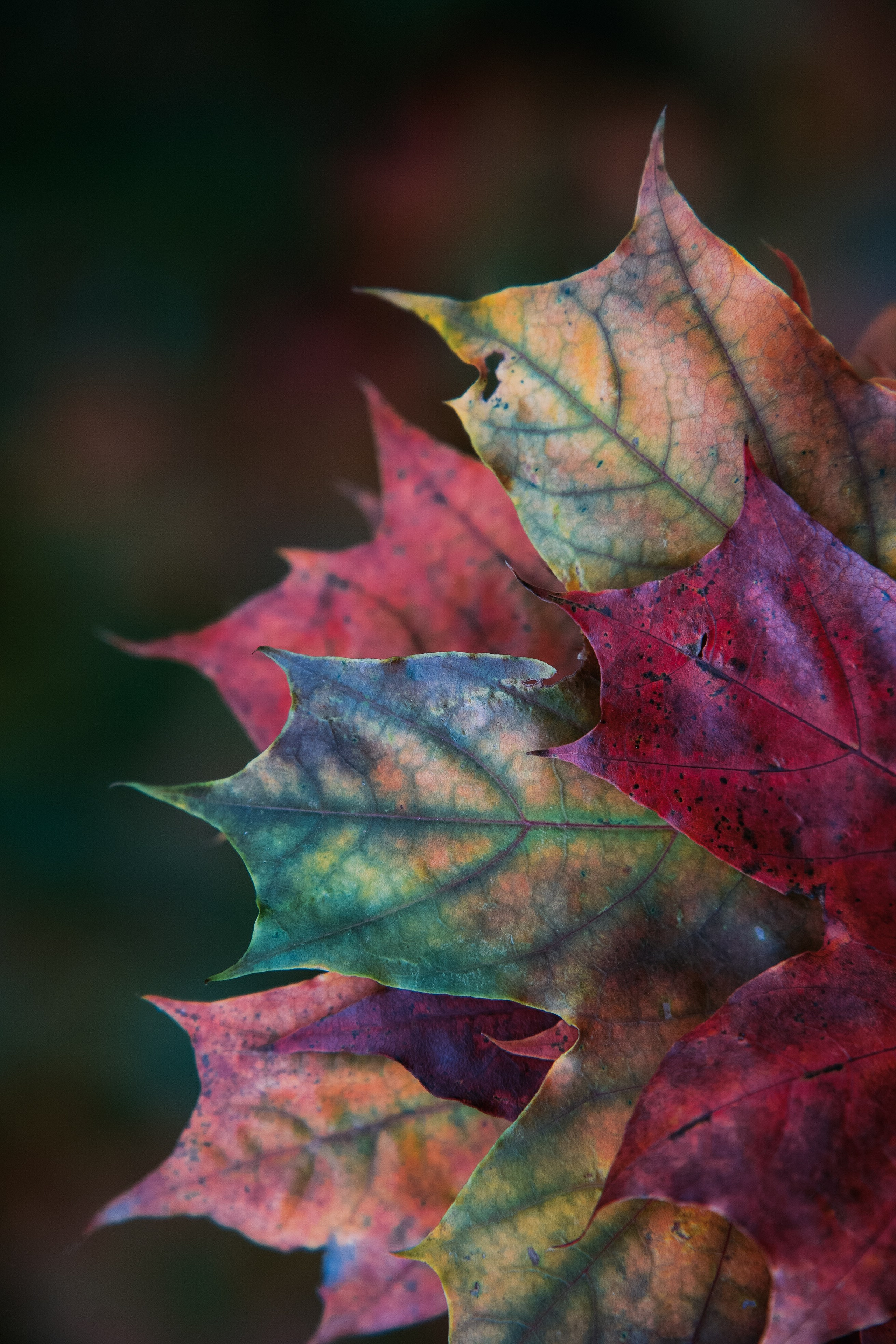 Осень 2025. Фотограф из Москвы — DASHA NOVA | Авторская фотография в разных жанрах