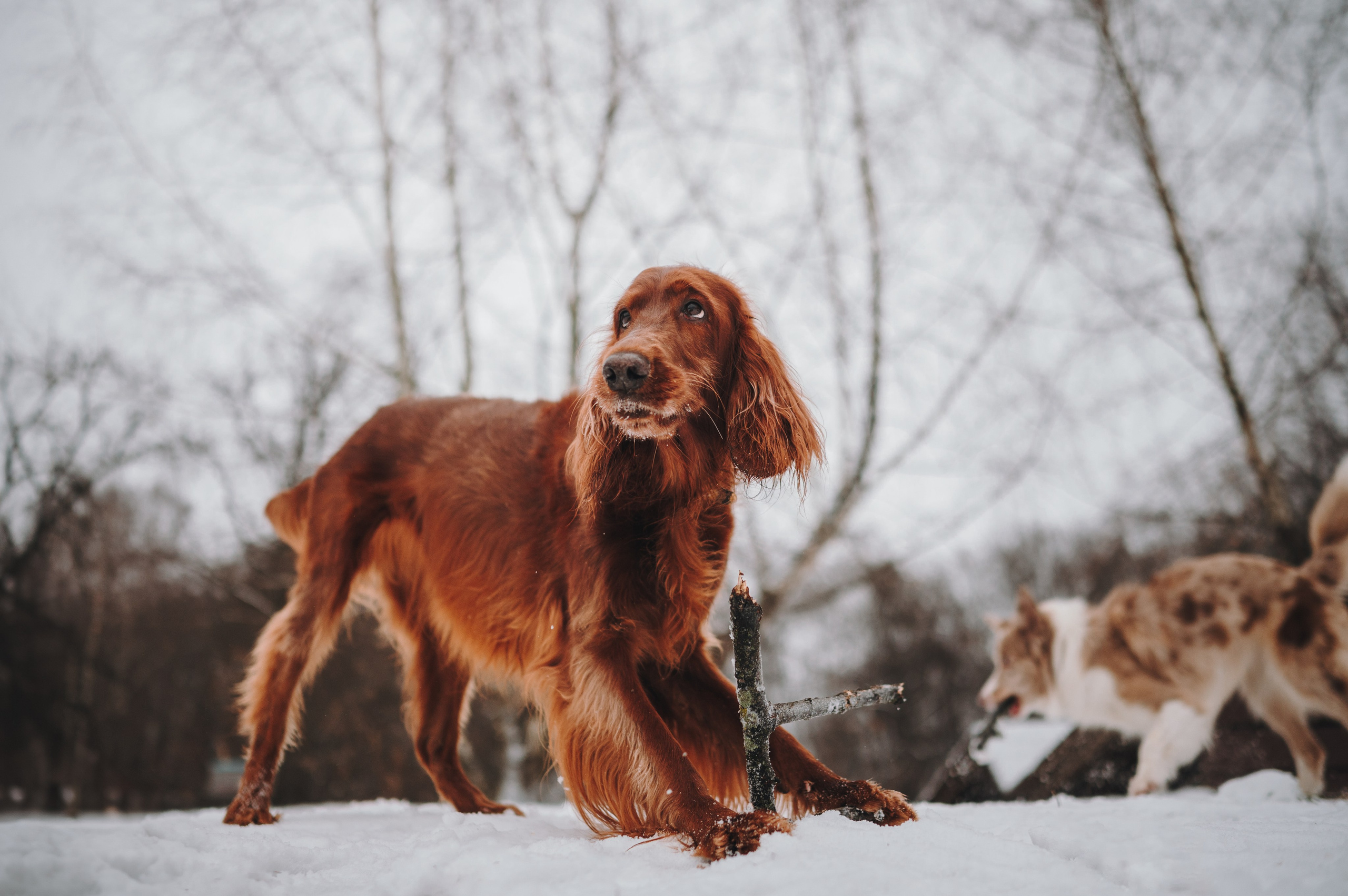 Маша и Лика. Семейный фотограф анималист Ананьева Мария — Москва