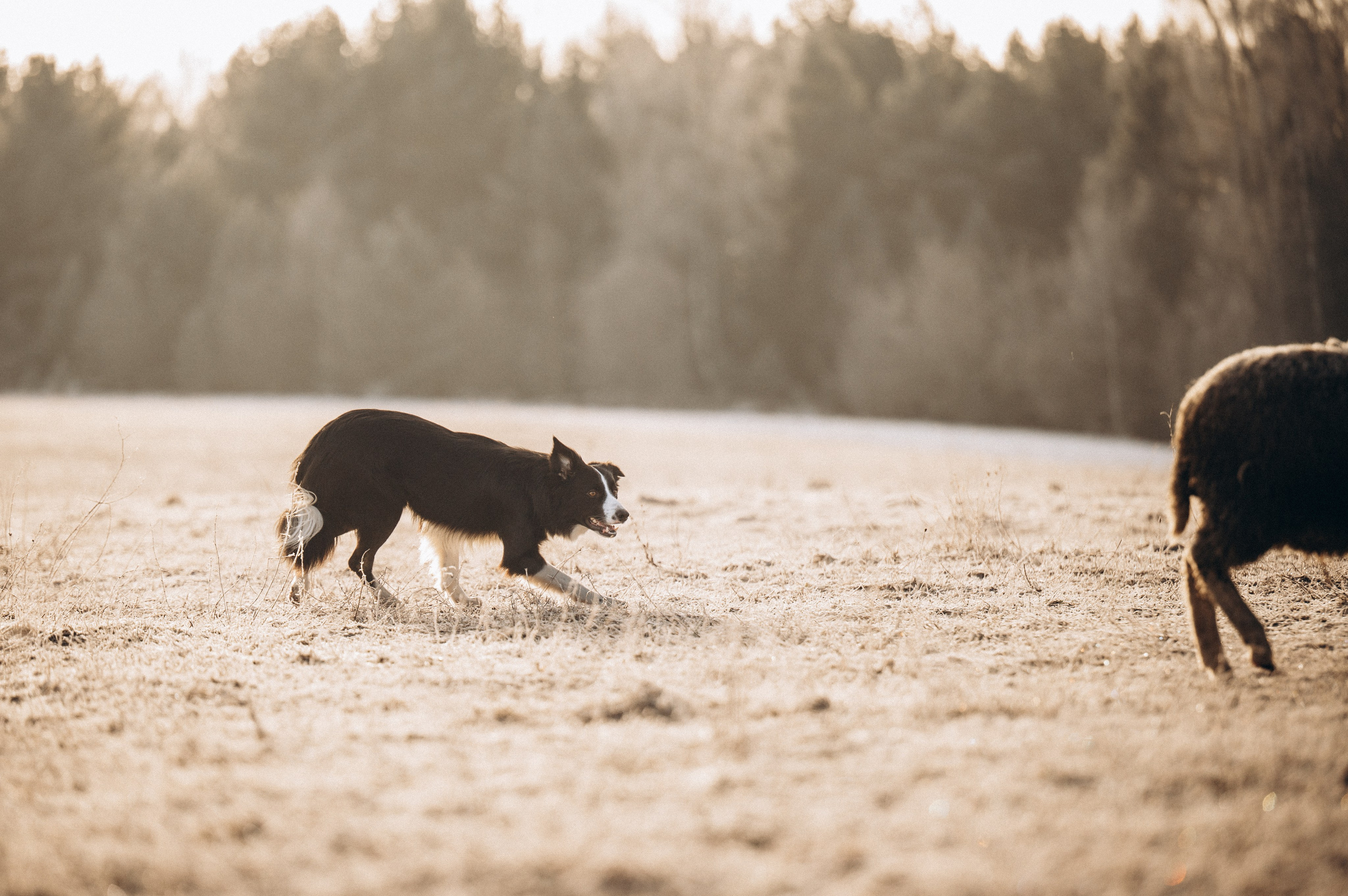 Пастьба. Семейный фотограф анималист Ананьева Мария — Москва