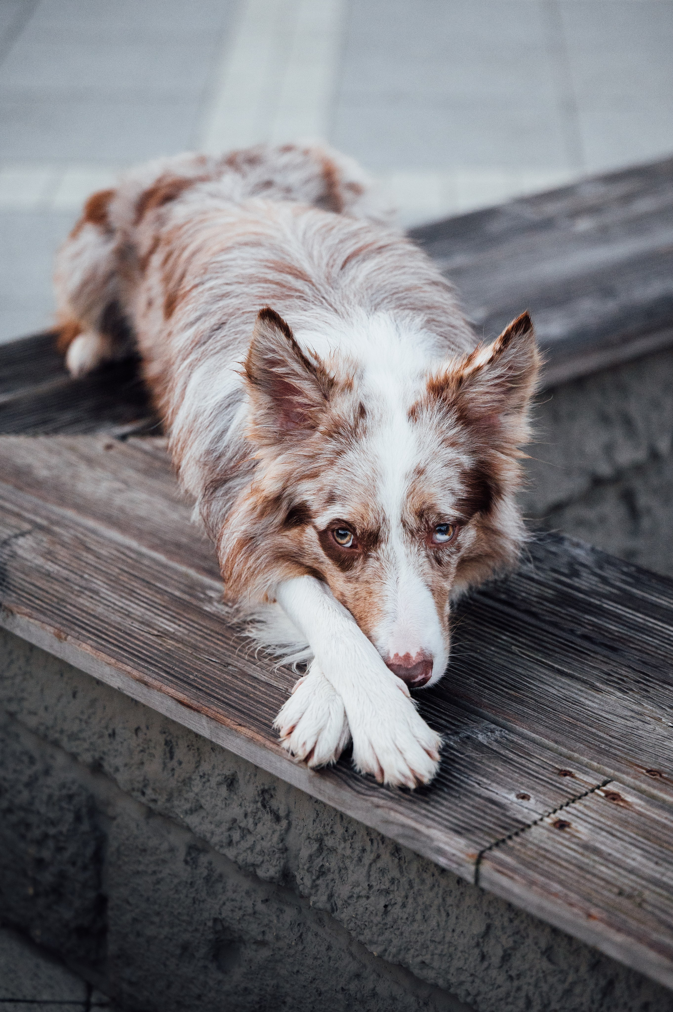 Аня и Деймон. Семейный фотограф анималист Ананьева Мария — Москва