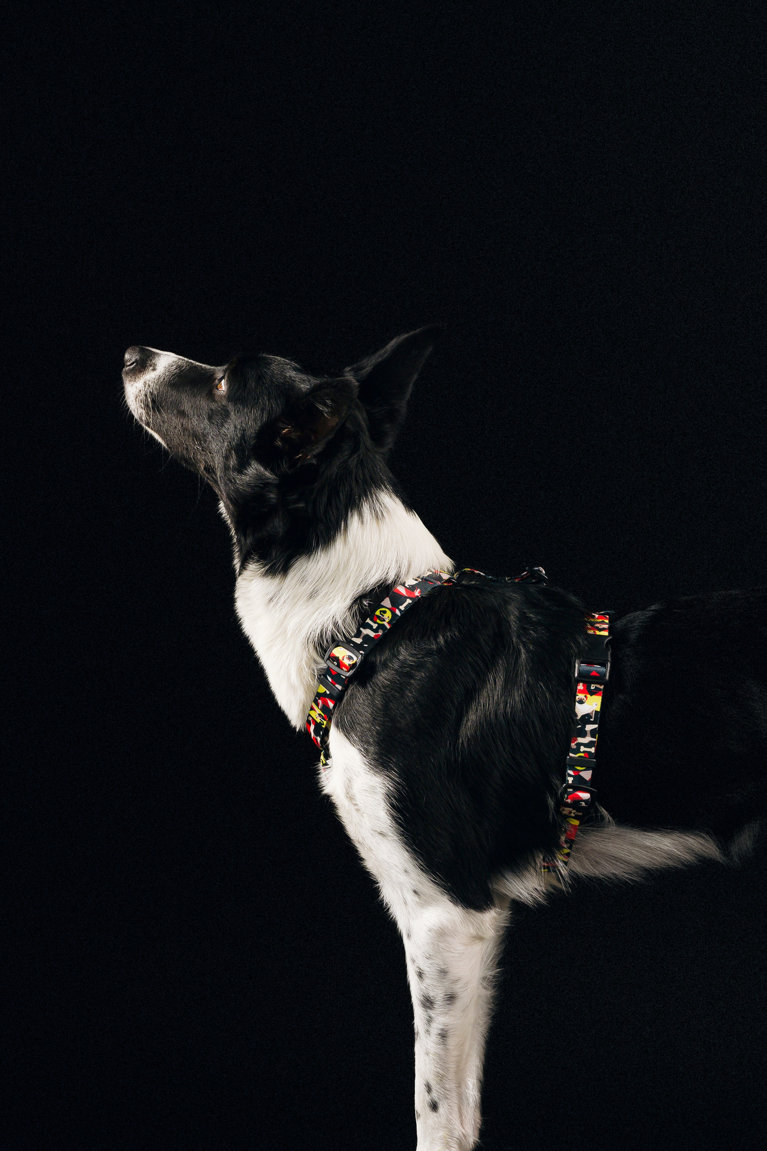 B&F. Амуниция. Семейный фотограф анималист Ананьева Мария — Москва