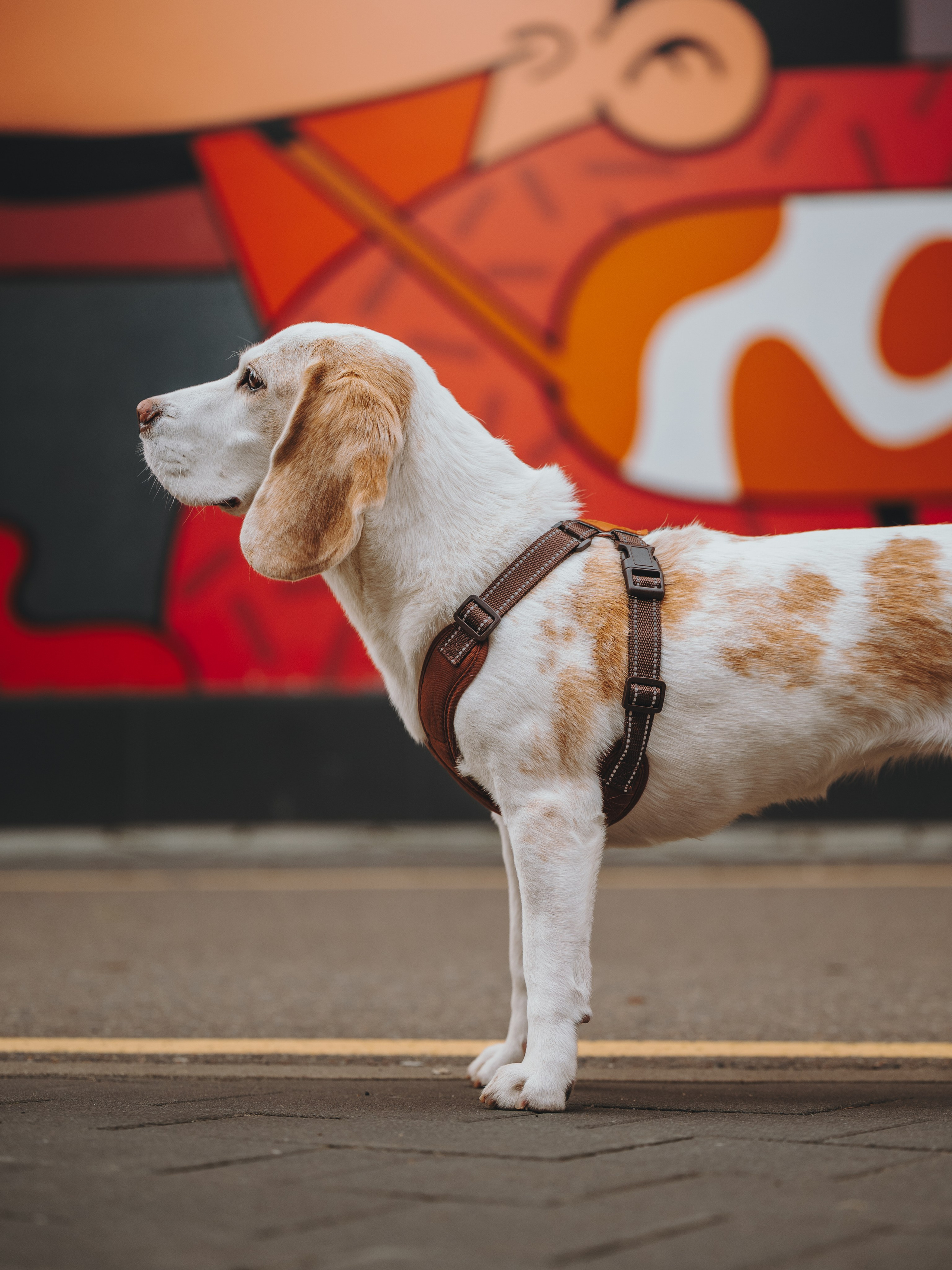 Pawsitive. Семейный фотограф анималист Ананьева Мария — Москва