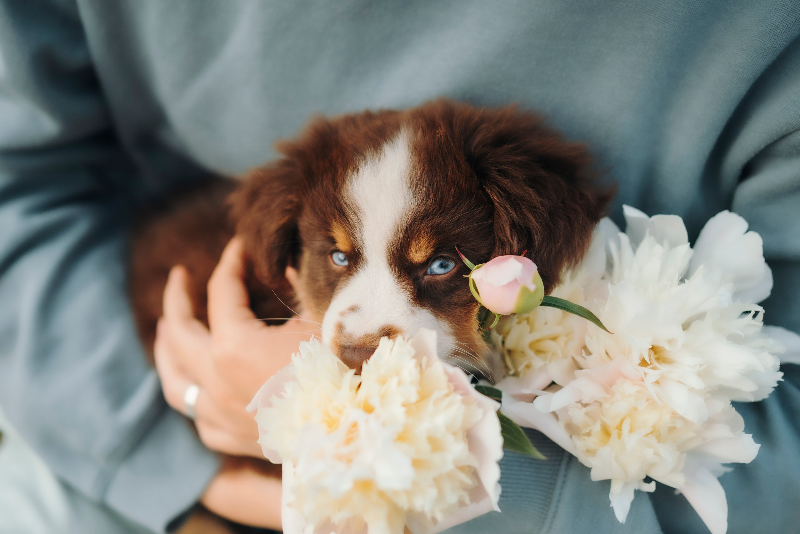 Вика, Ари и Нави. Семейный фотограф анималист Ананьева Мария — Москва
