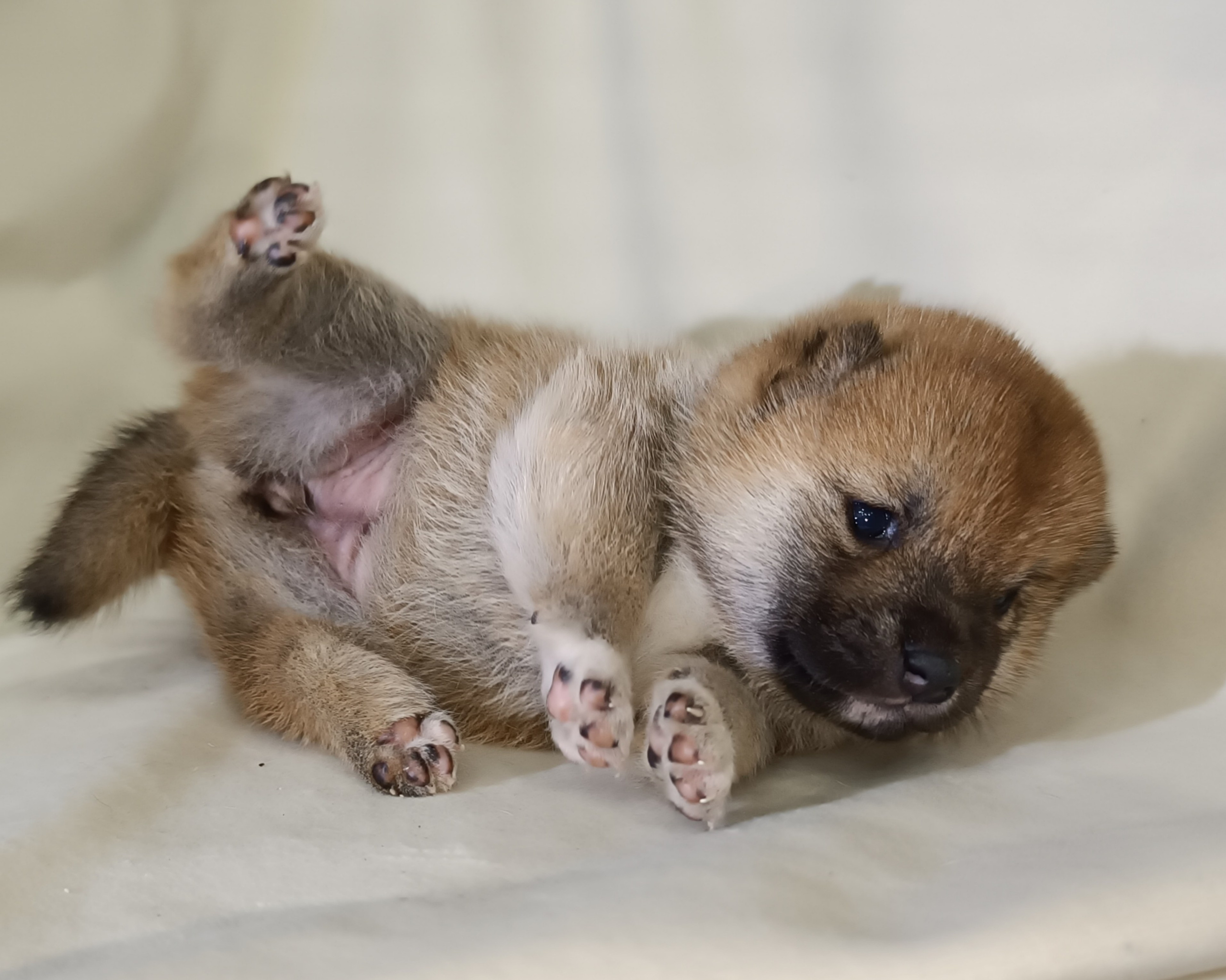 сиба питомник Рубилайт щенки на продажу rubylight  сиба щенки купить СПб Санкт-Петербург 