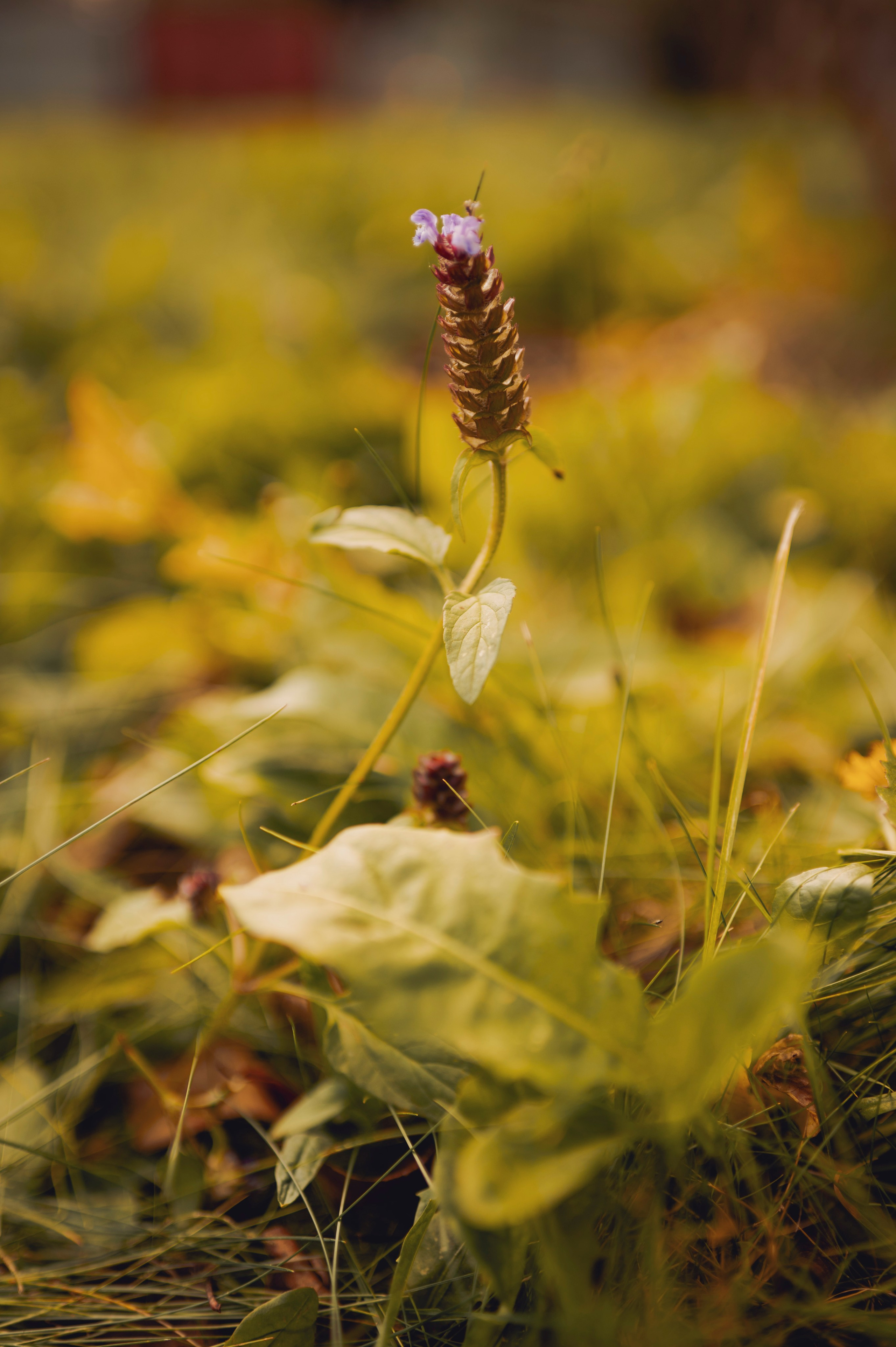 Осень во всей красе. Анна Боровикова, фотограф Пушкино