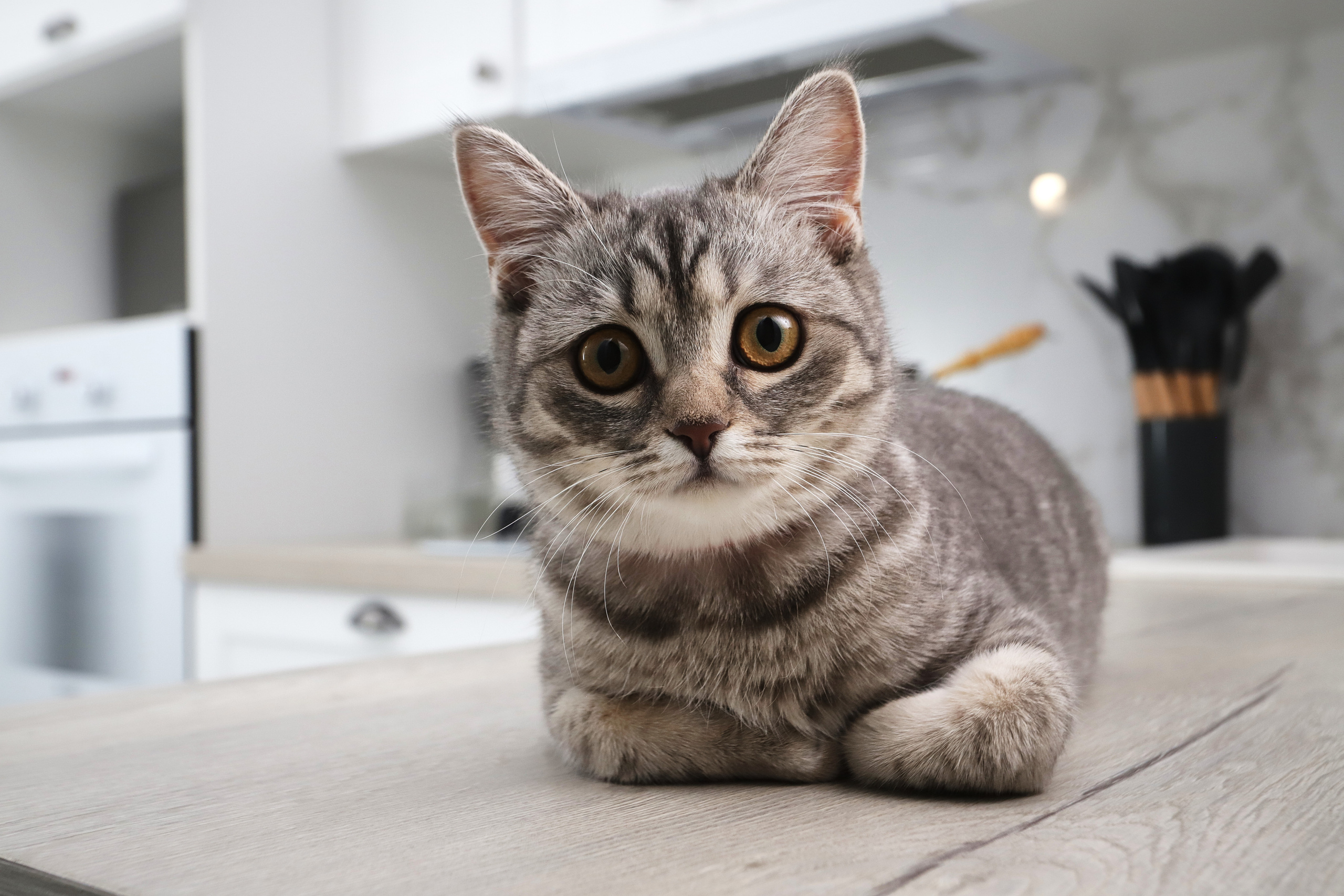 Светлая практичная кухня. Мебель под заказ. Дрогичин