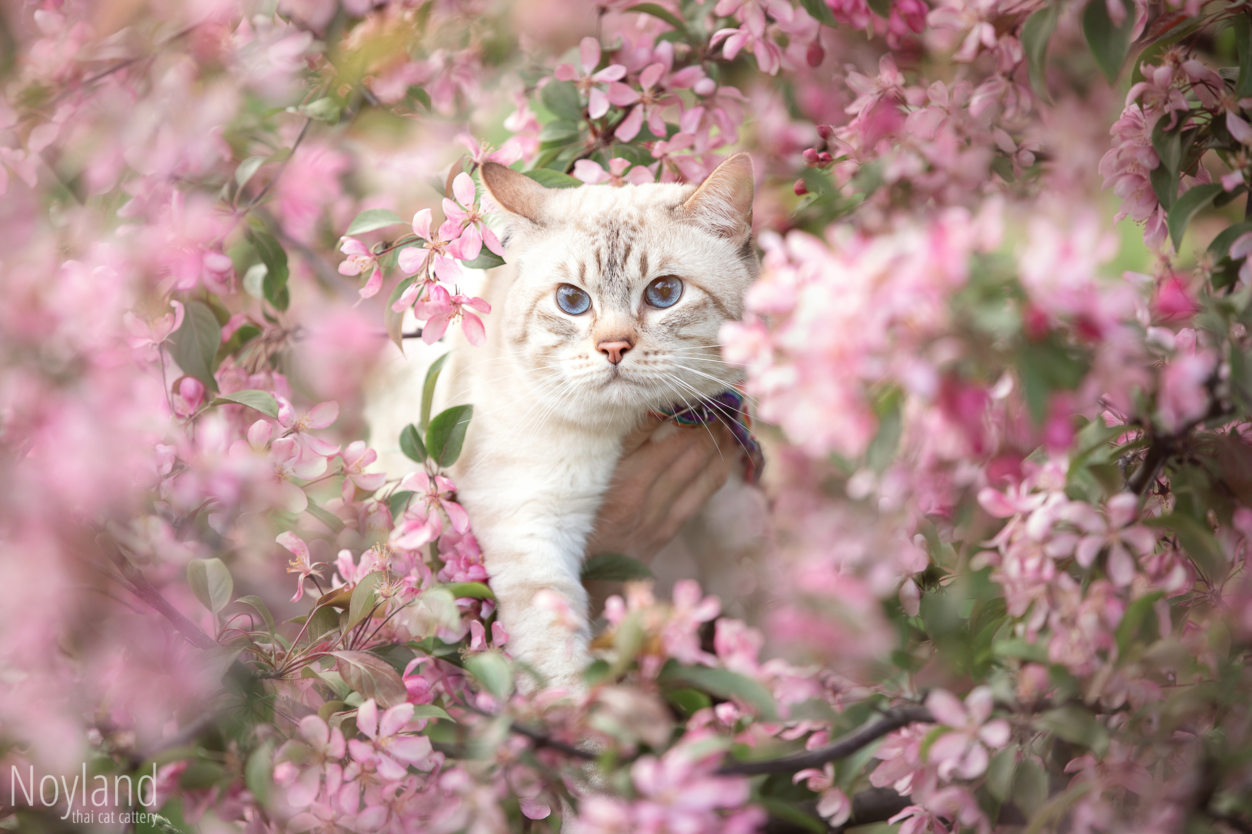Питомник тайских кошек в Санкт-Петербурге Noyland
