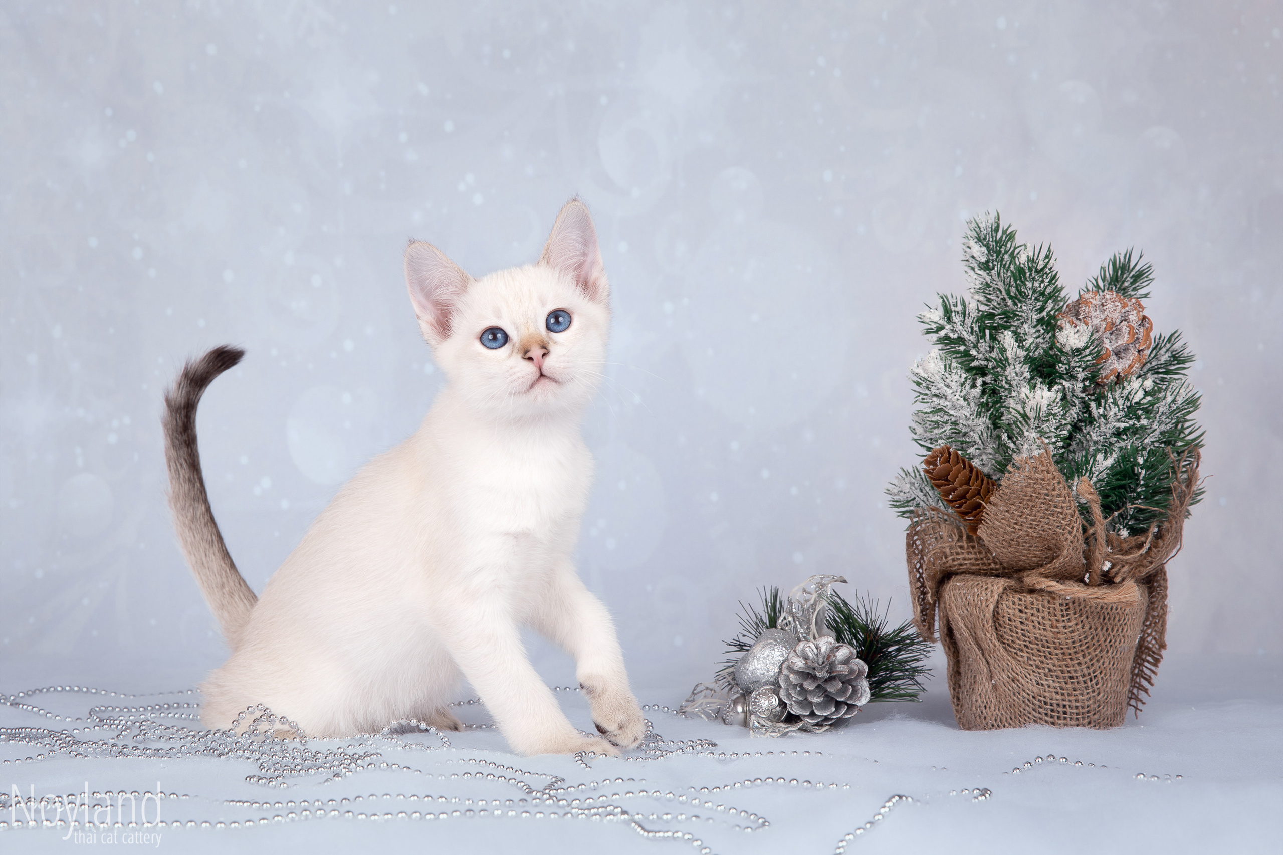 Питомник тайских кошек в Санкт-Петербурге Noyland