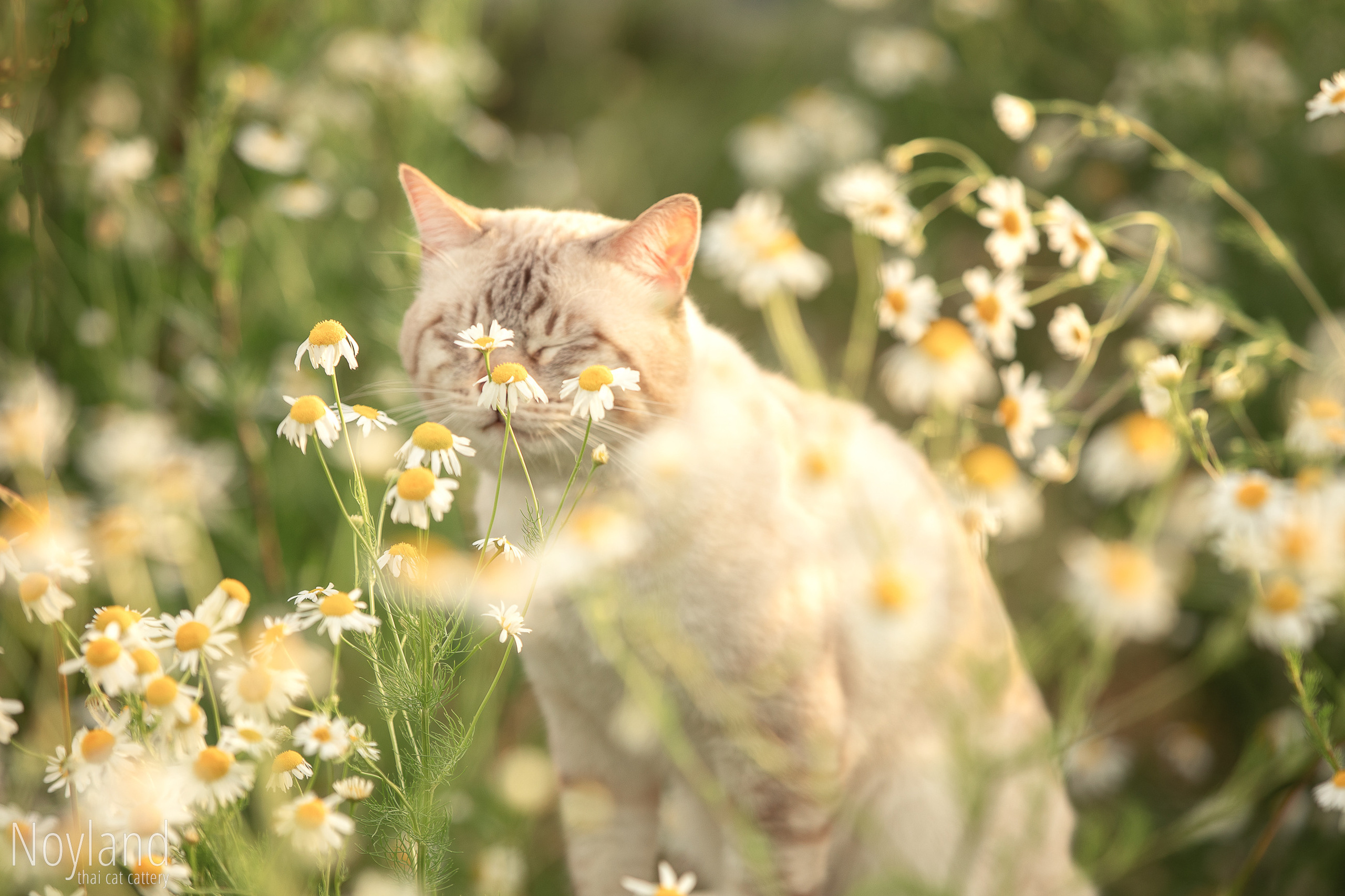 Питомник тайских кошек в Санкт-Петербурге Noyland