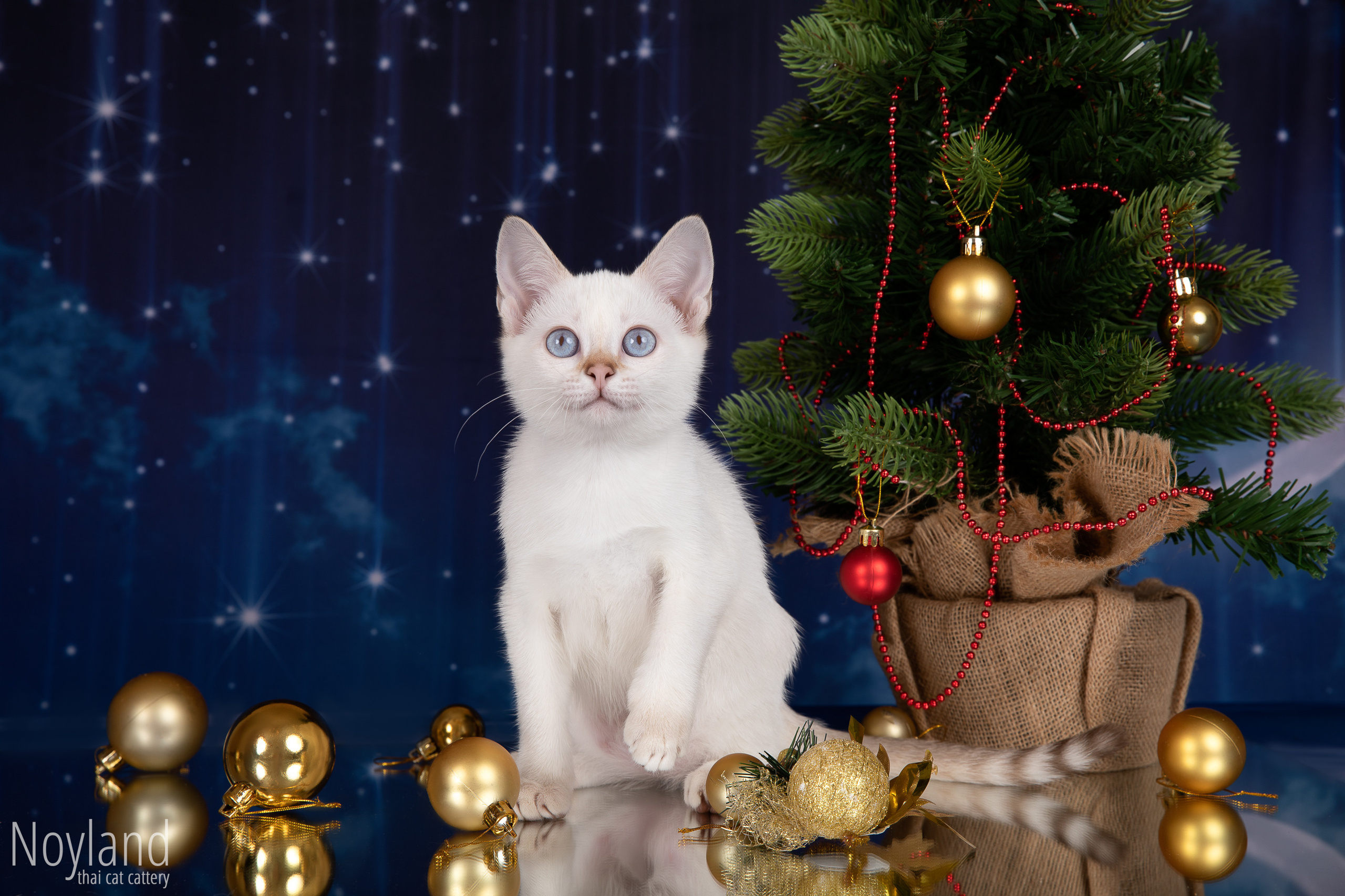 Питомник тайских кошек в Санкт-Петербурге Noyland