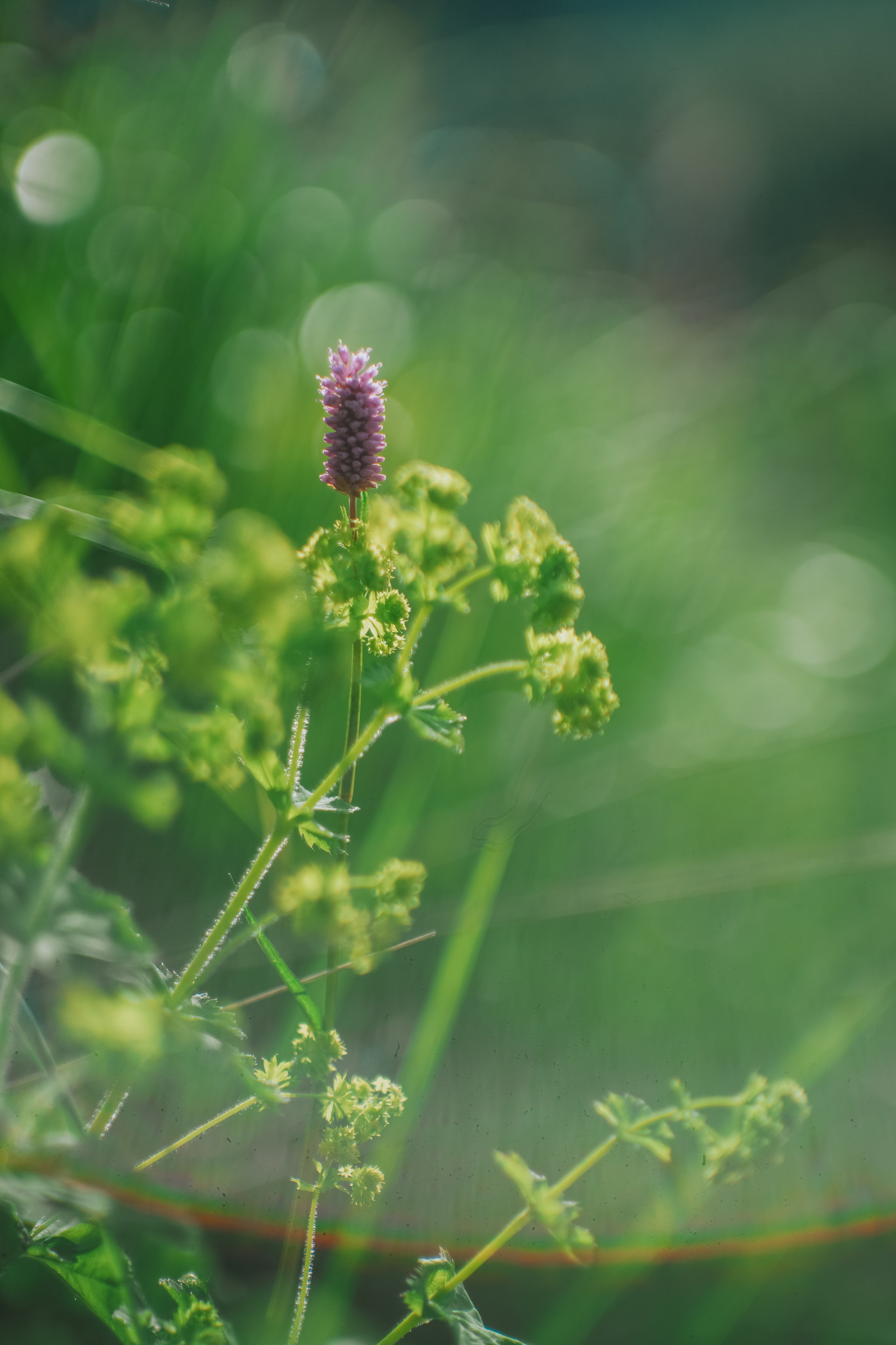Нахазо ✽ Июль. Репортажный фотограф | Роза Хутор Красная Поляна Сочи Сириус
