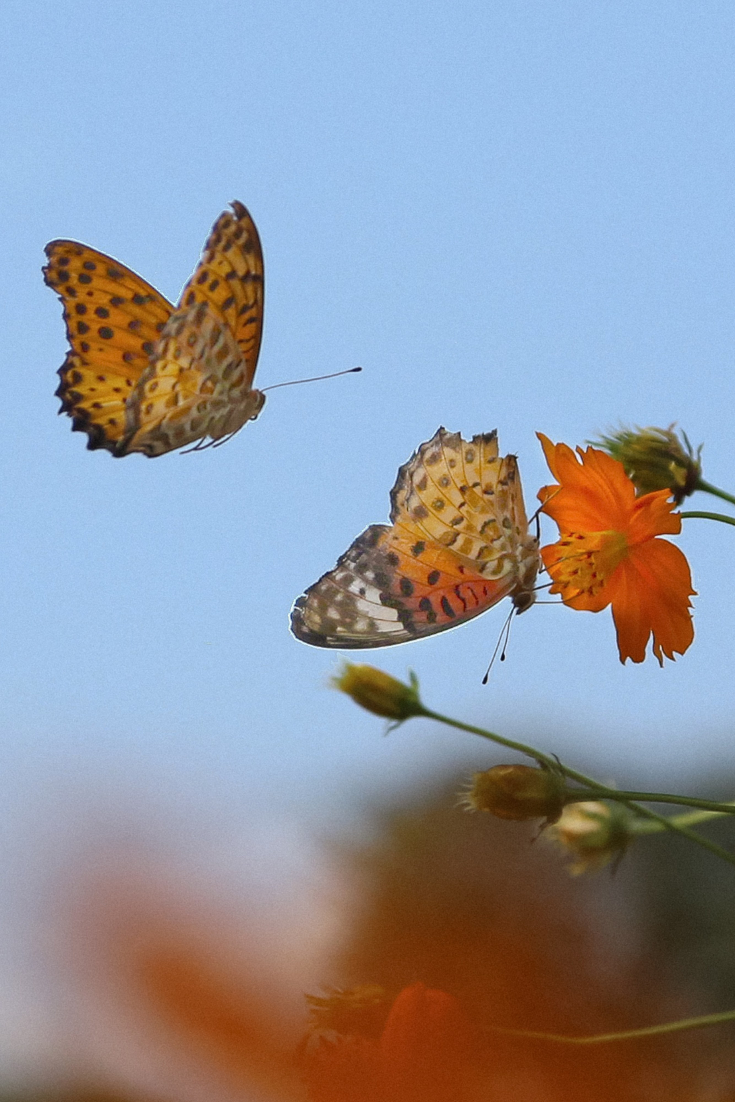 Wedding day Дмитрий и Анастасия. Свадебный фотограф Колесников Антон