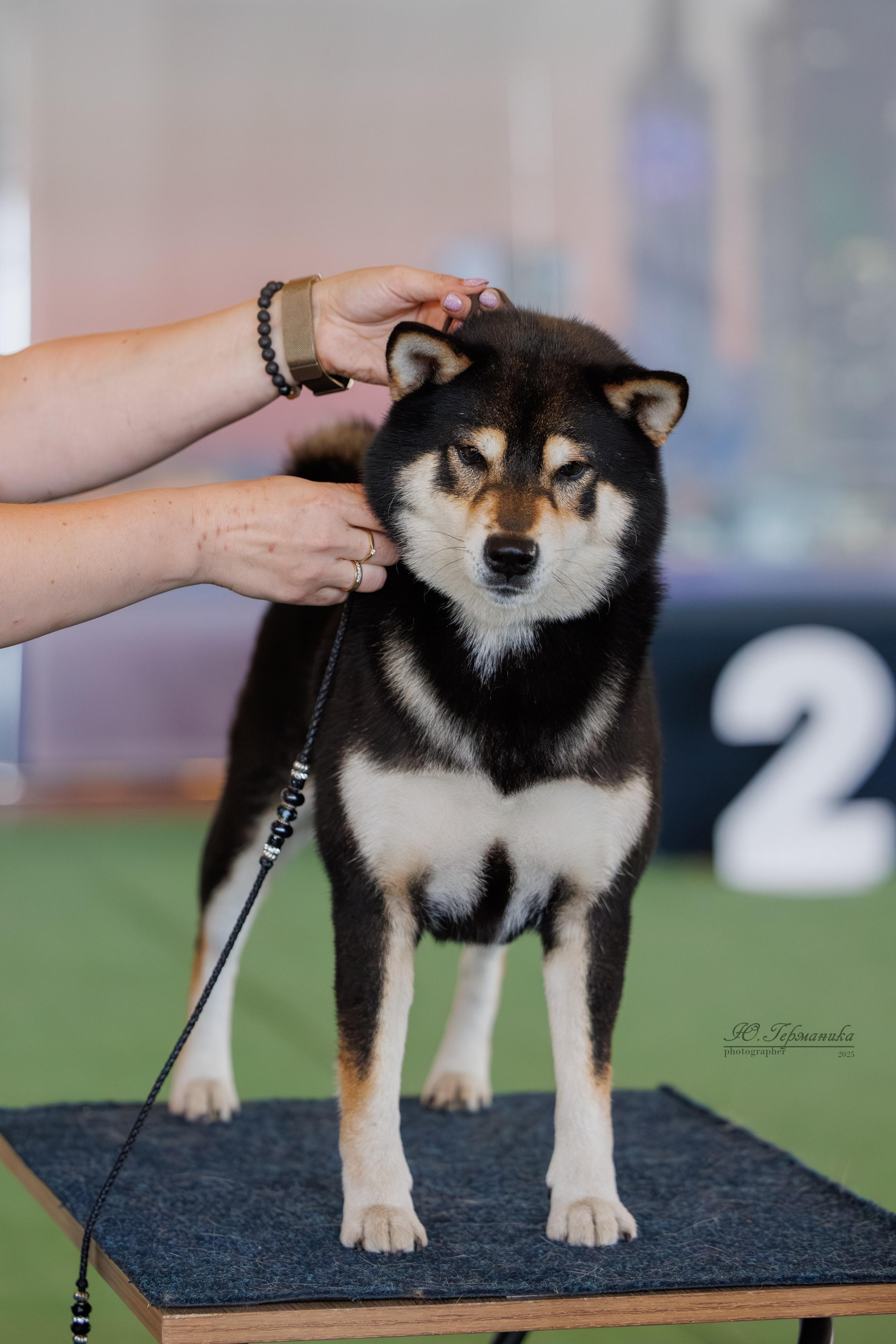 Батуми 3хCACIB 27-29.06.2025. Фотограф-анималист Юлия Германика