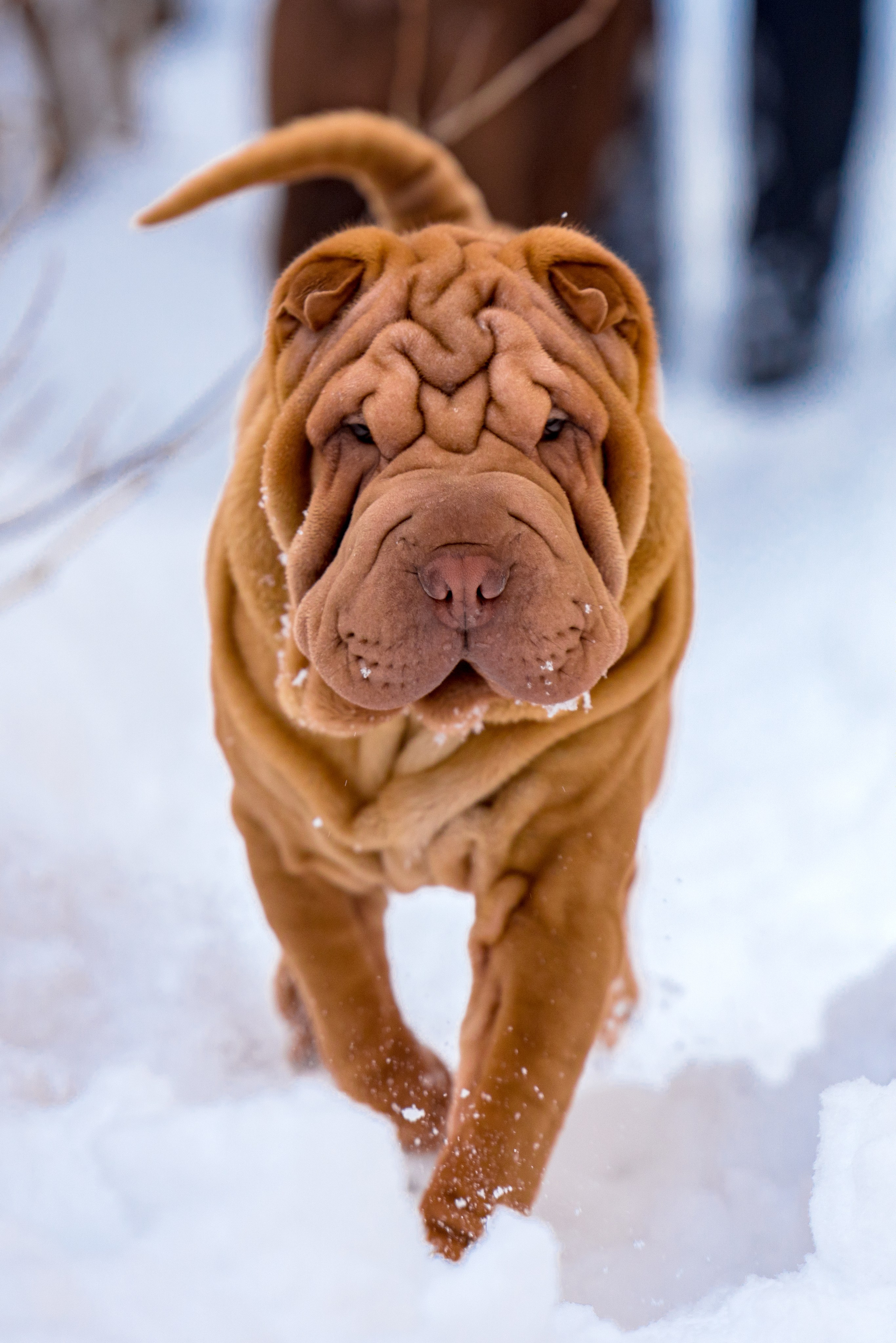 В гостях у шарпеев 16.01.2024. Фотограф-анималист Юлия Германика