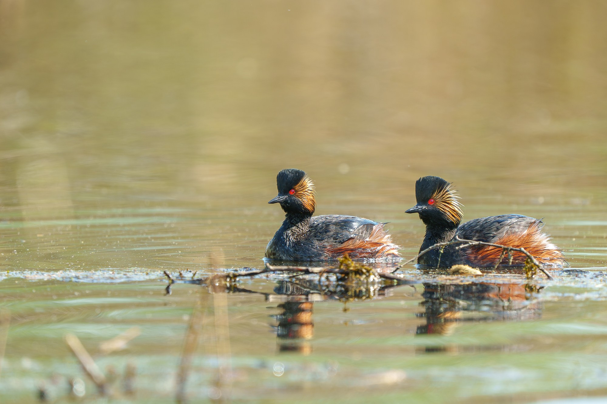 Удивительные мир птиц. Вокруг нас столько прекрасного — присмотритесь!. Ваш личный фотограф Марина Волкова