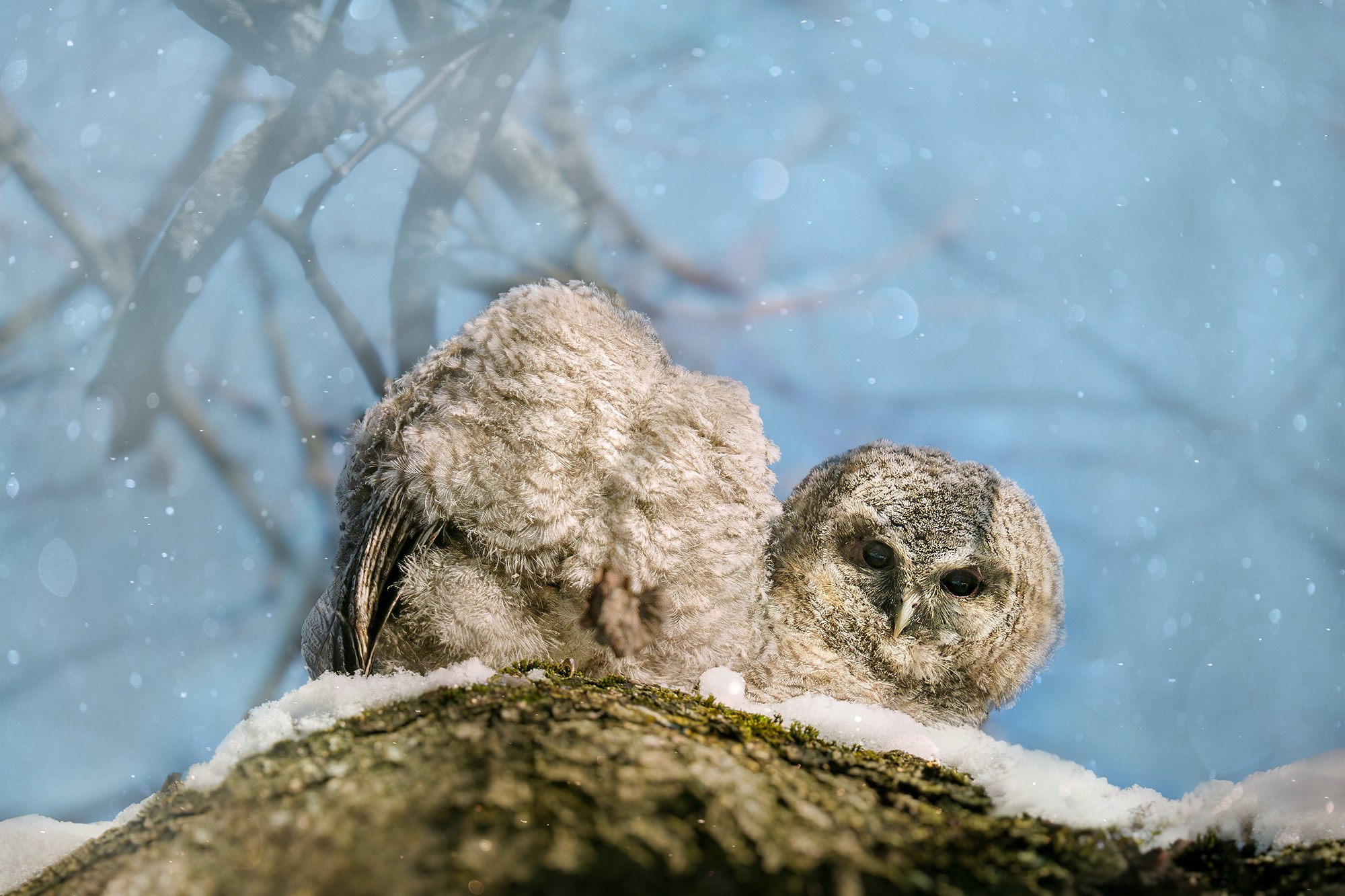 Удивительные мир птиц. Вокруг нас столько прекрасного — присмотритесь!. Ваш личный фотограф Марина Волкова