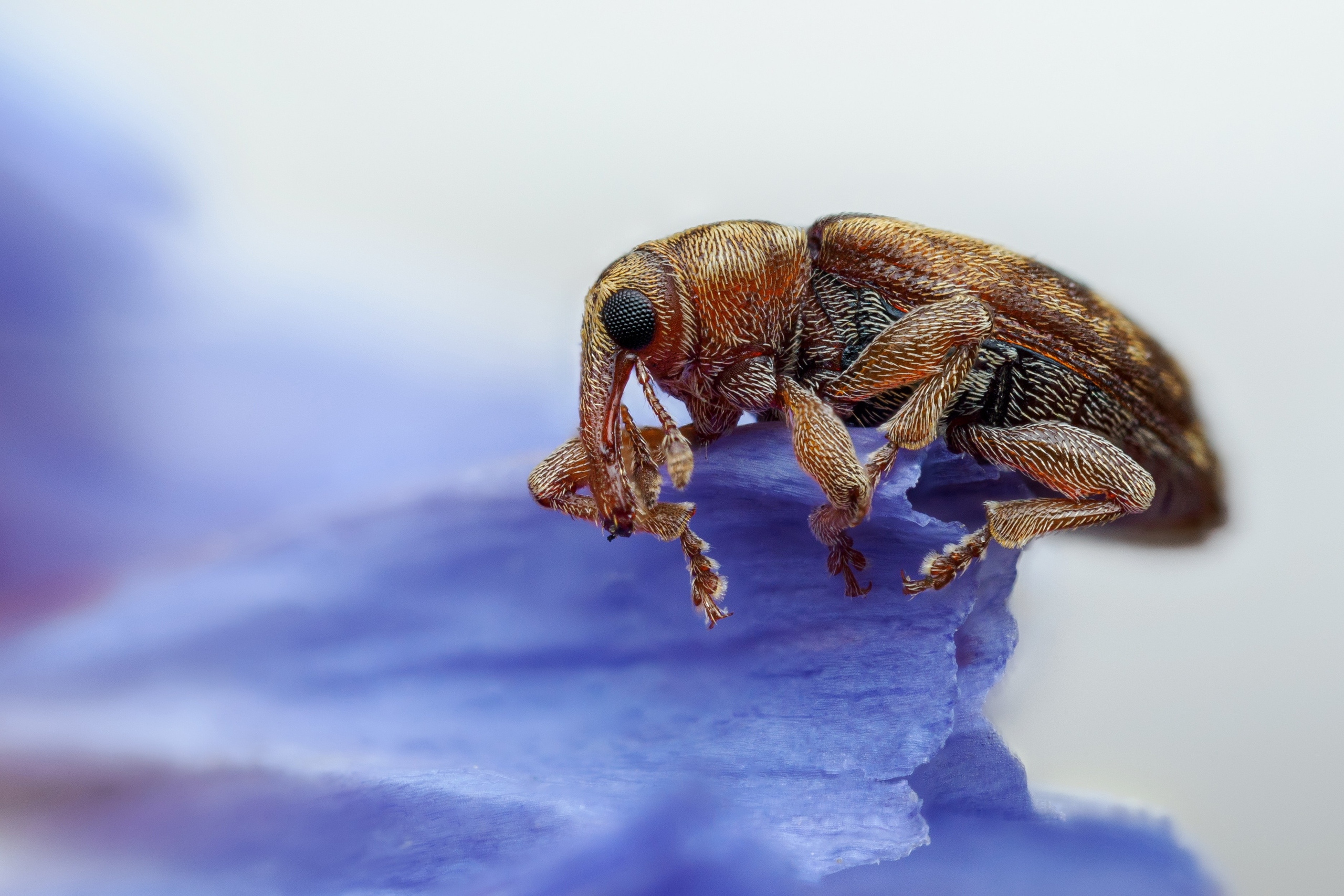 Долгоносик