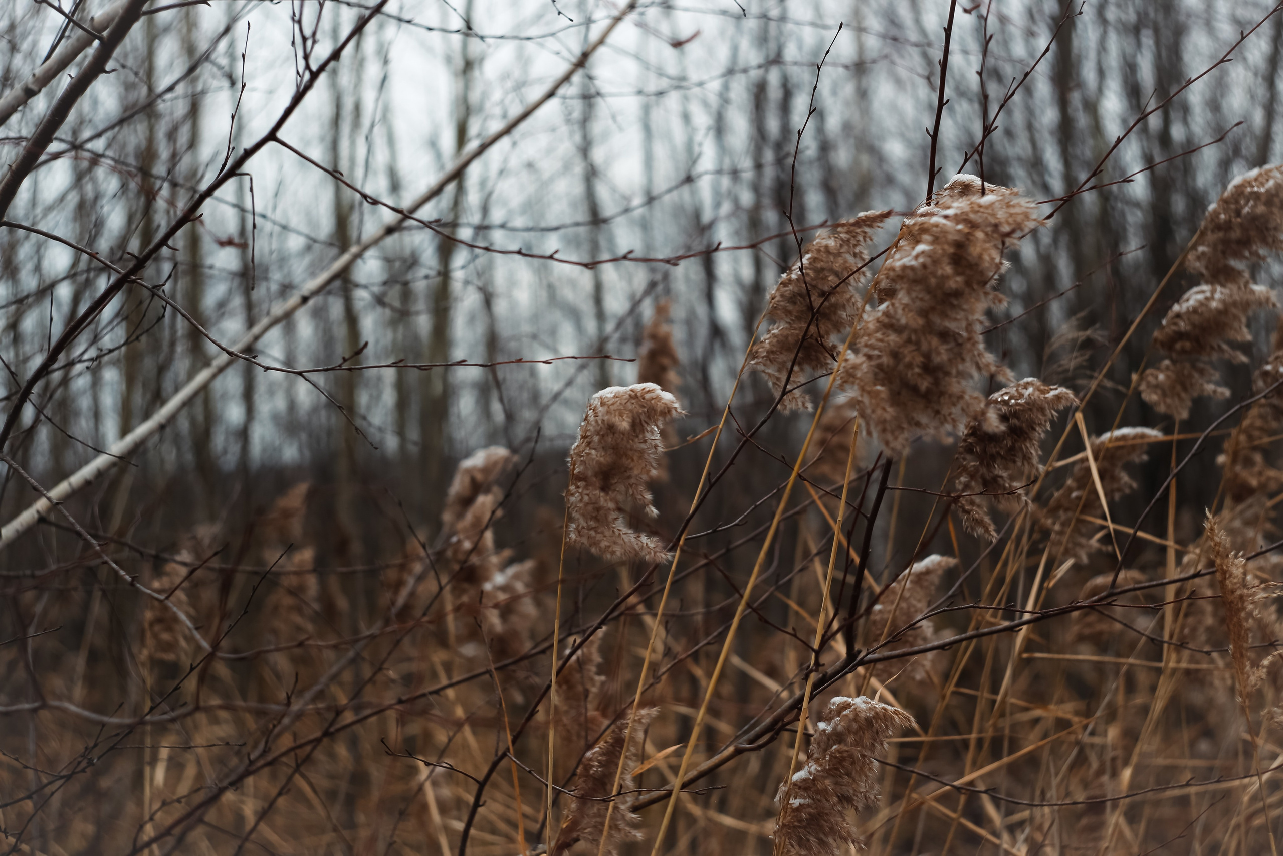 Ноябрь 2022. Efremovaphoto.ru