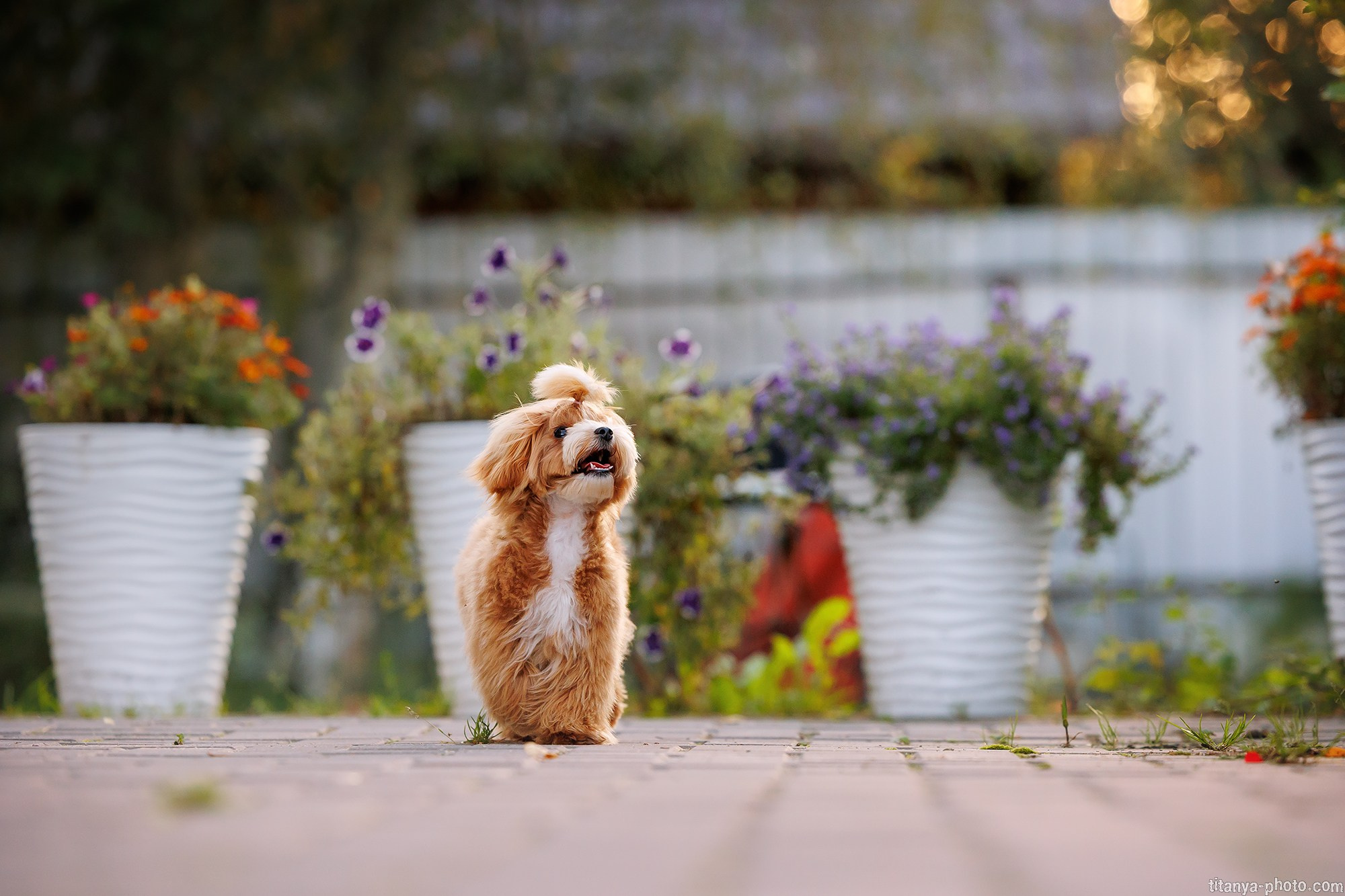 Осторожно, превышение уровня милоты!. Фотограф собак, фотограф-анималист Аня Титова (Titanya). Москва