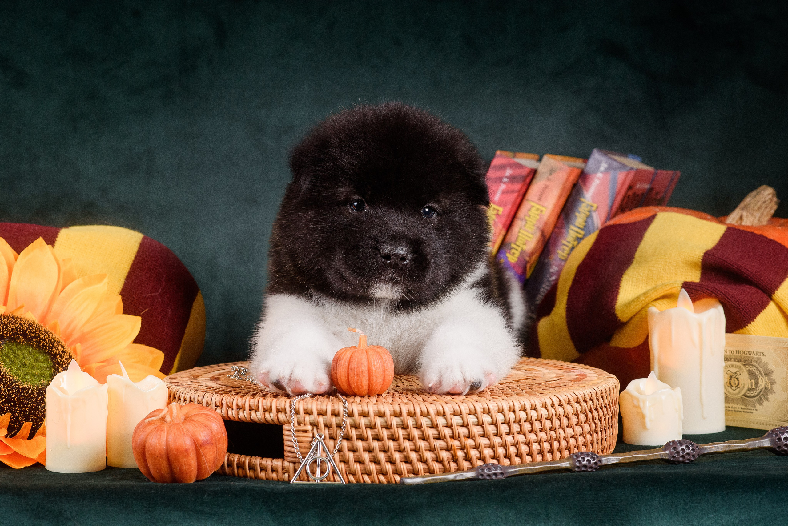 Щенки Американской Акиты — 04.11.2024. Фотограф — Анималист | Анна Абрамова