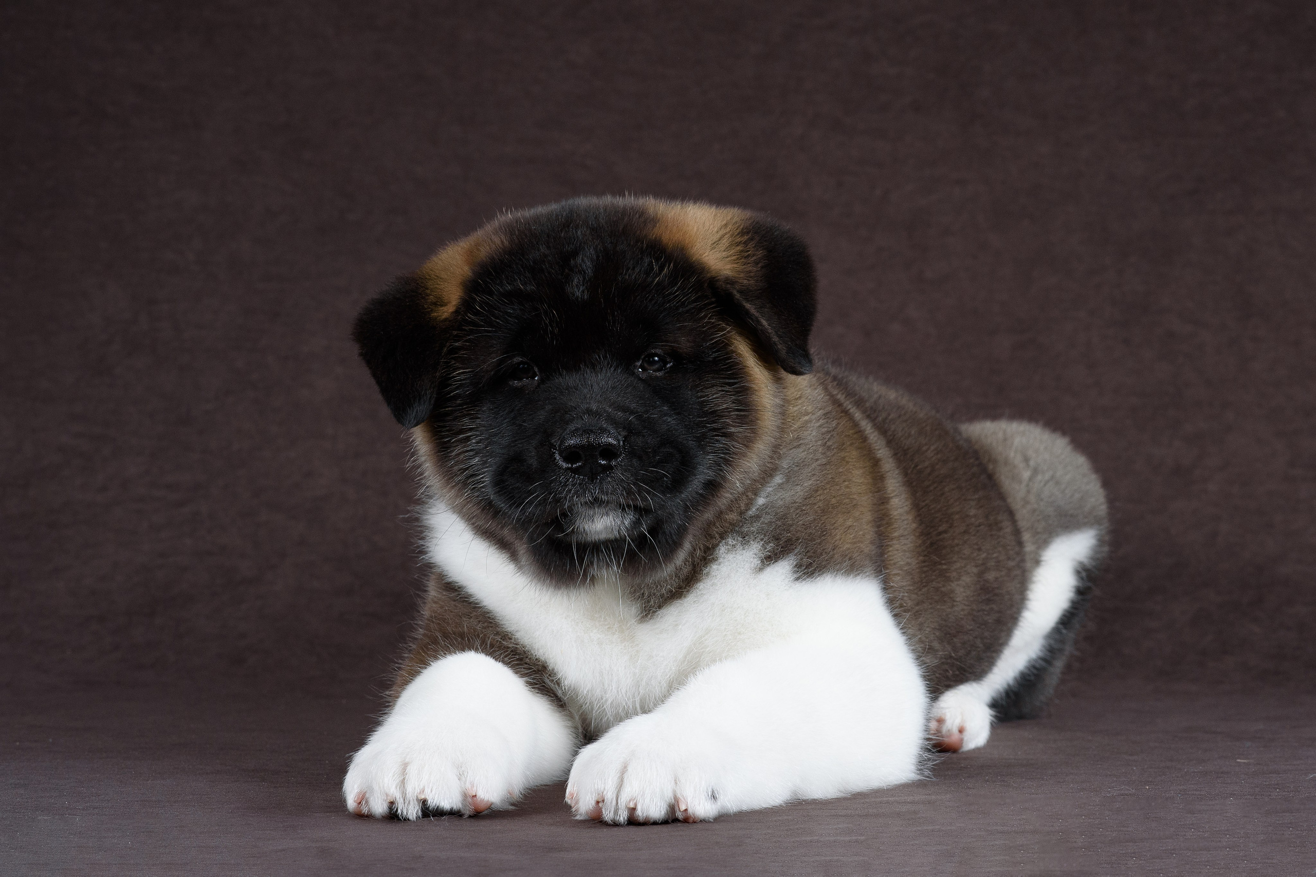 Щенки Американской Акиты (GRAND AMAK) Цезарь и Ника — 15.03.2024. Фотограф — Анималист | Анна Абрамова