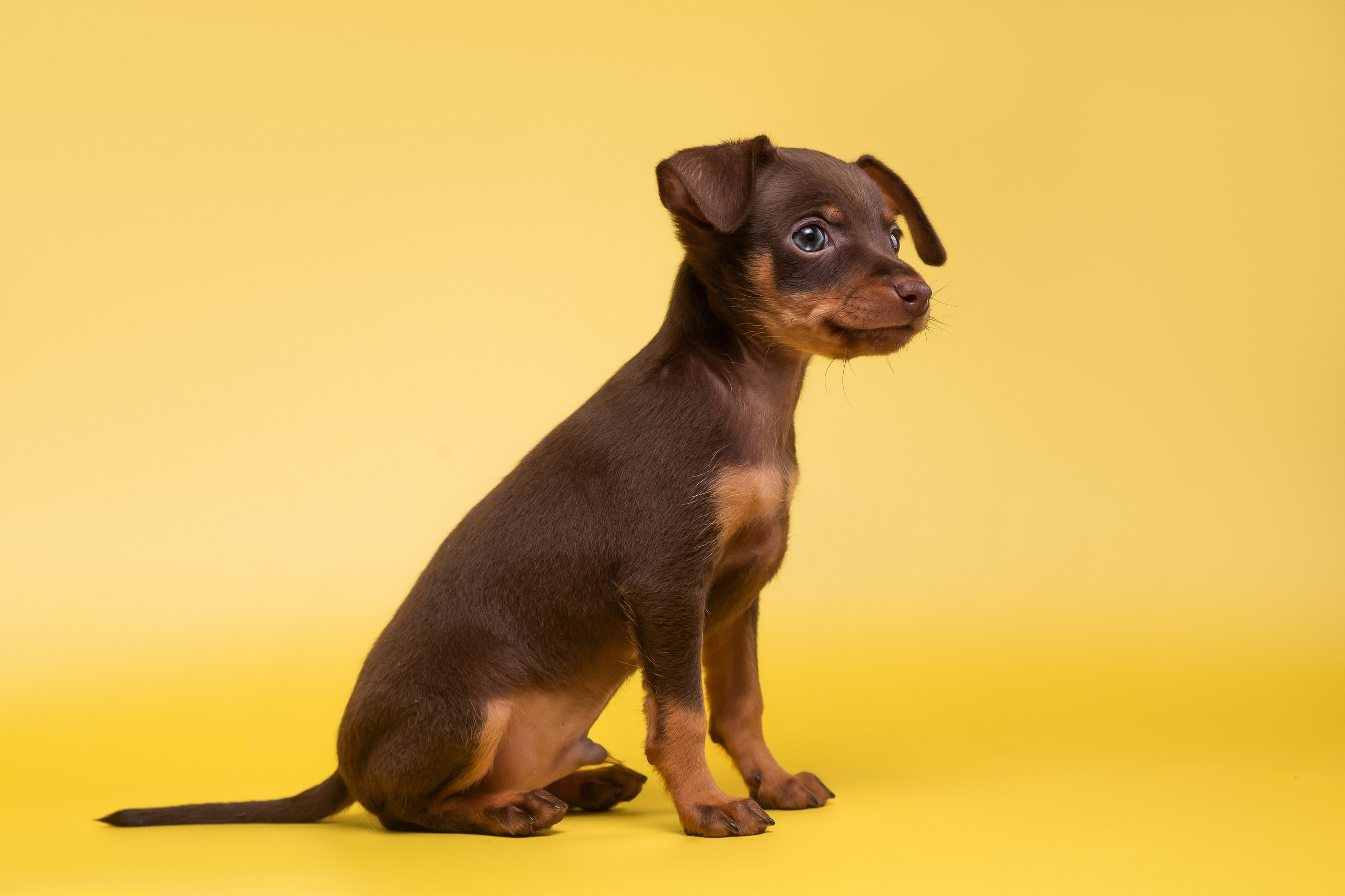 Пражские крысарики — 02.04.2025. Фотограф — Анималист | Анна Абрамова