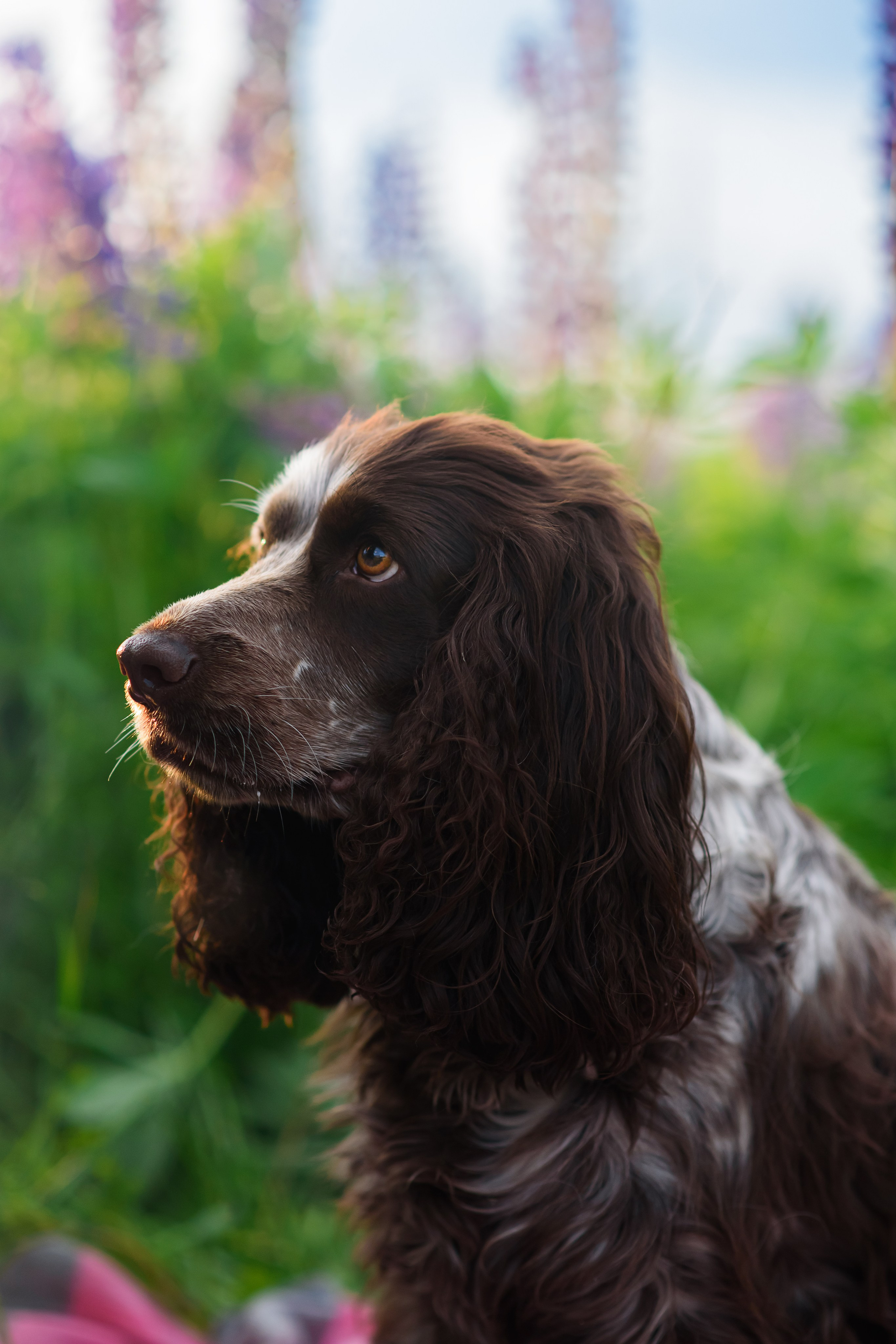 Света и Рей — 09.06.2024. Фотограф — Анималист | Анна Абрамова